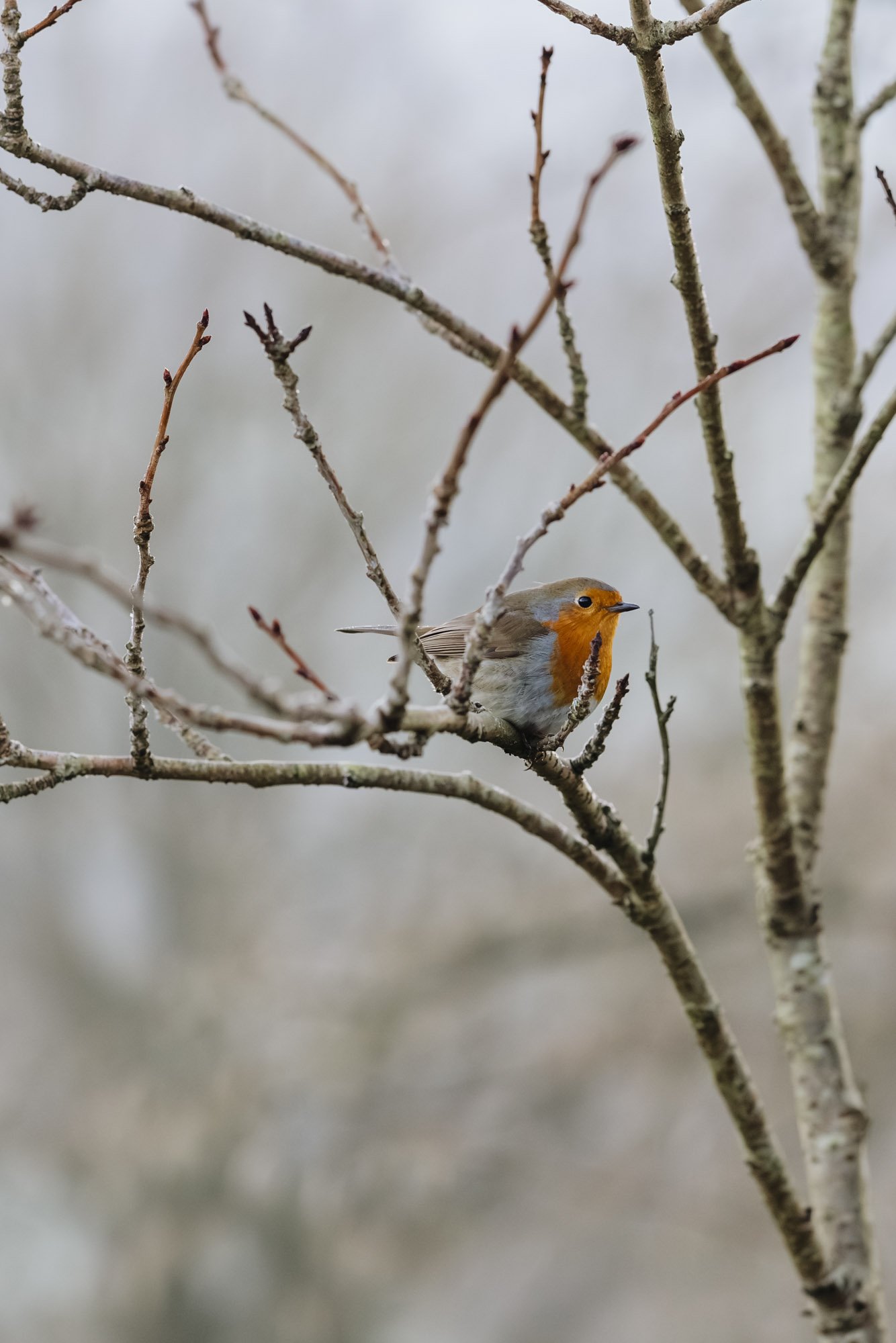 A small bird with a bright orange chest and face perched on a thin branch among leafless branches, with a blurry background.