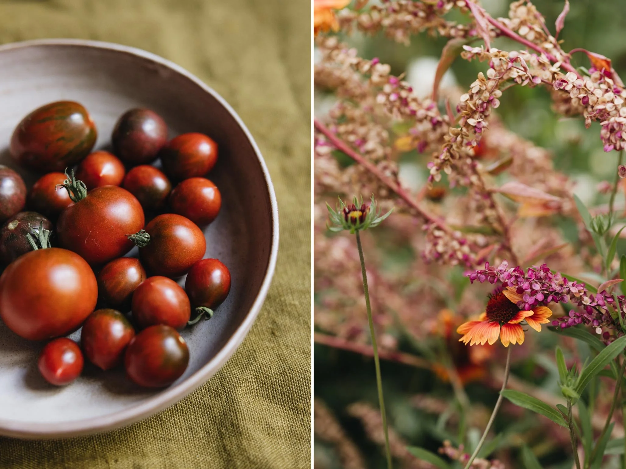 Tomatoes in a bowl and orach growing in garden