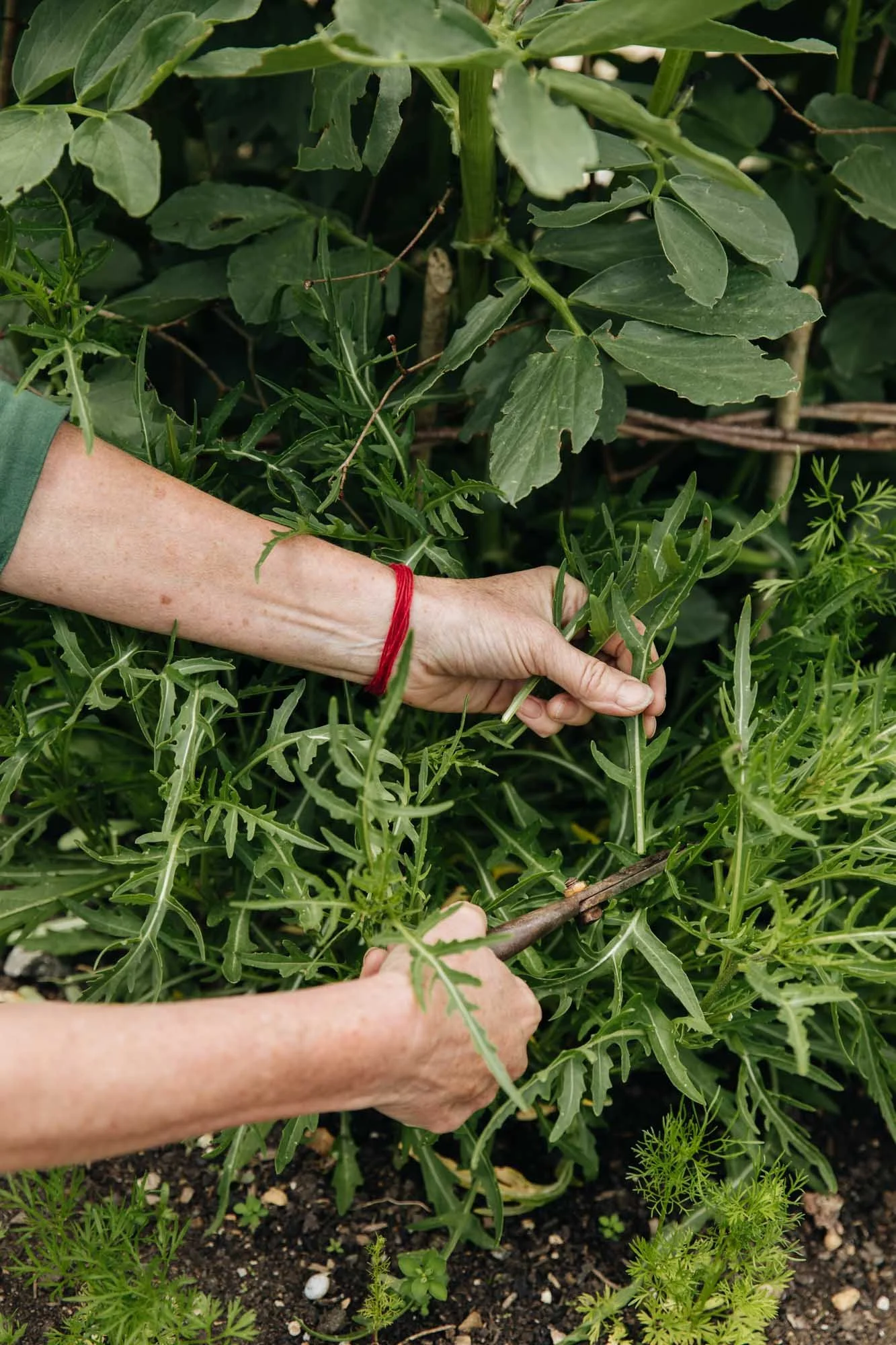 A person with a red bracelet on their wrist is harvesting or pruning a plant with jagged green leaves in a garden, with more foliage and soil in the background.
