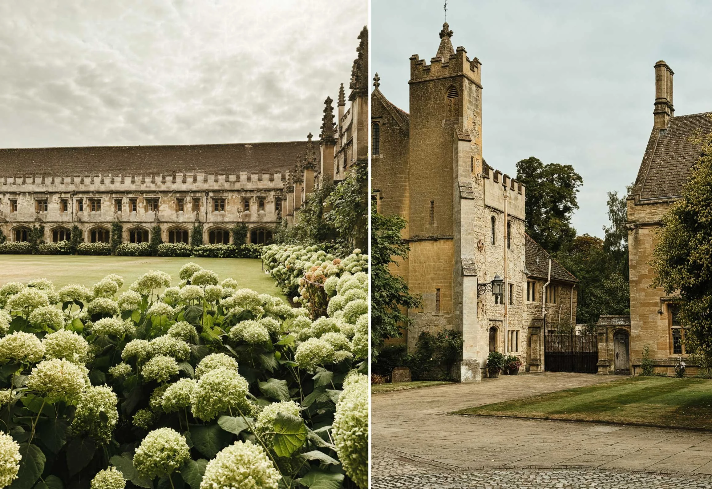 Hydrangeas at Magdalene college Oxford