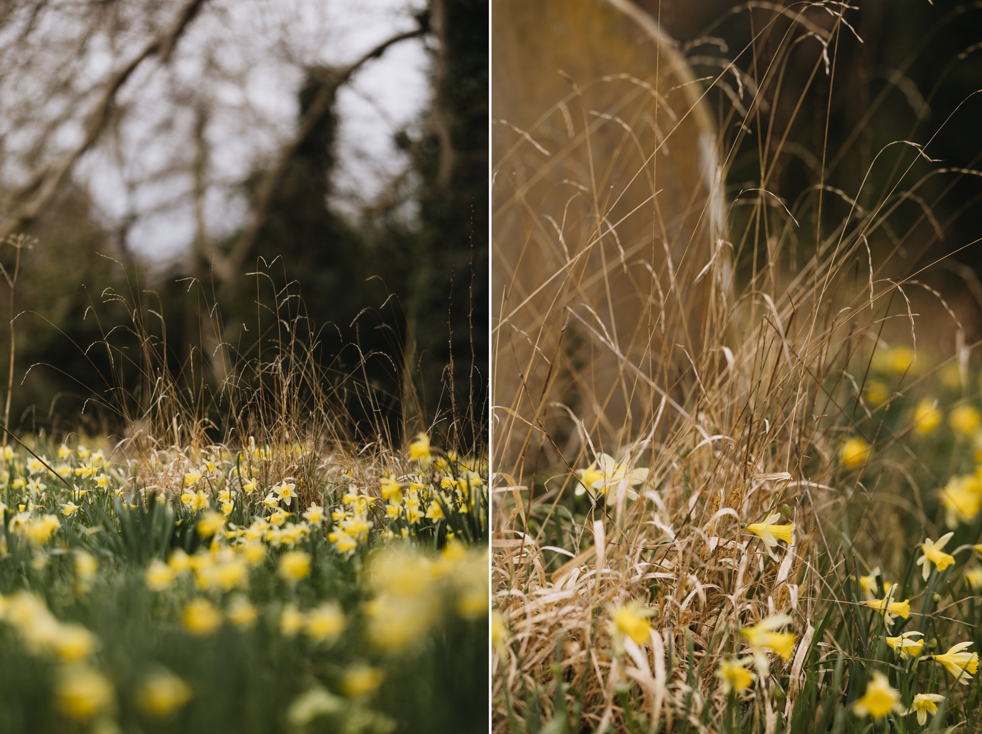 Narcissus pseudonarcissus growing wild in an Oxfordshire churchyard in Pyrton