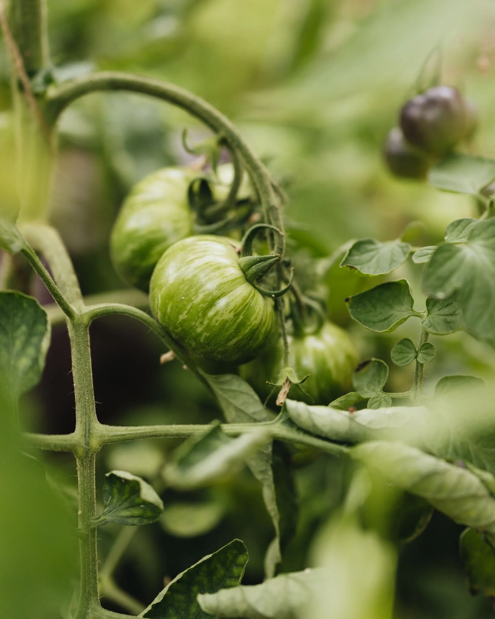 Close-up of green and white striped tomatoes growing on a vine among green leaves at Damson Farm
