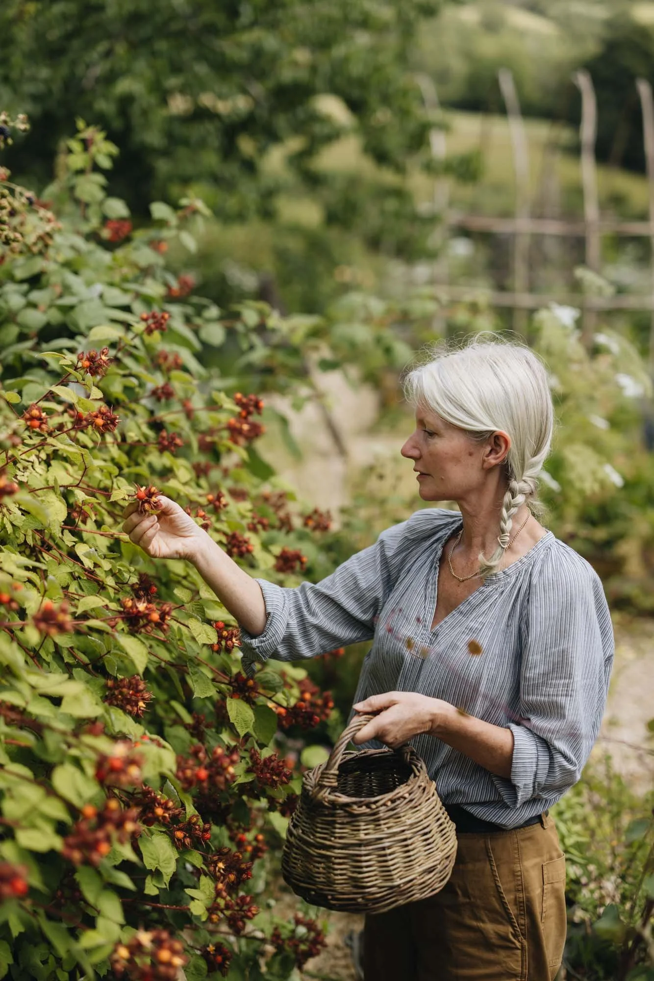 Alison Jenkins picking berries with a basket on her arm in a lush garden at Damson Farm