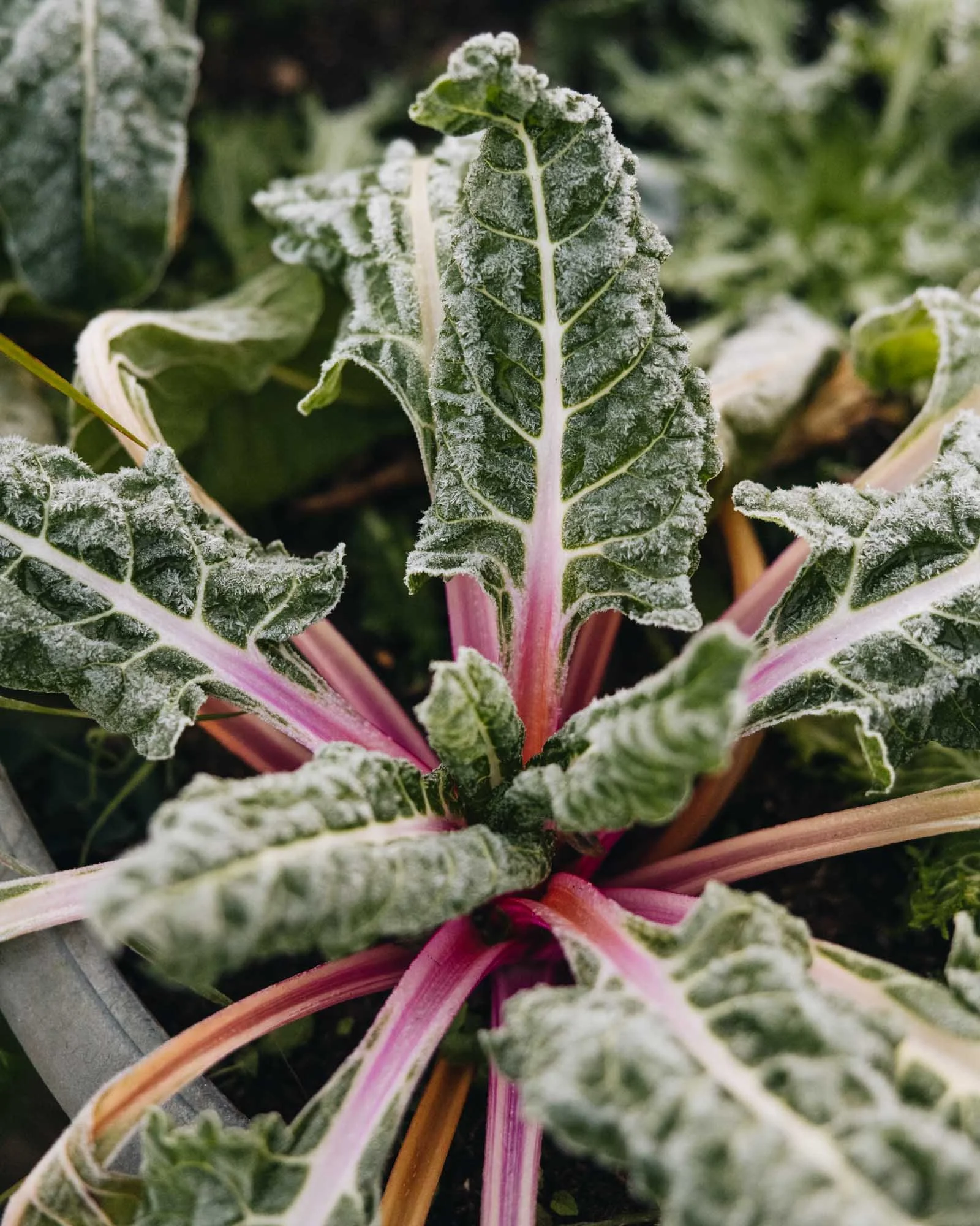 Close-up of frosted chard with pink stems at Damson Farm
