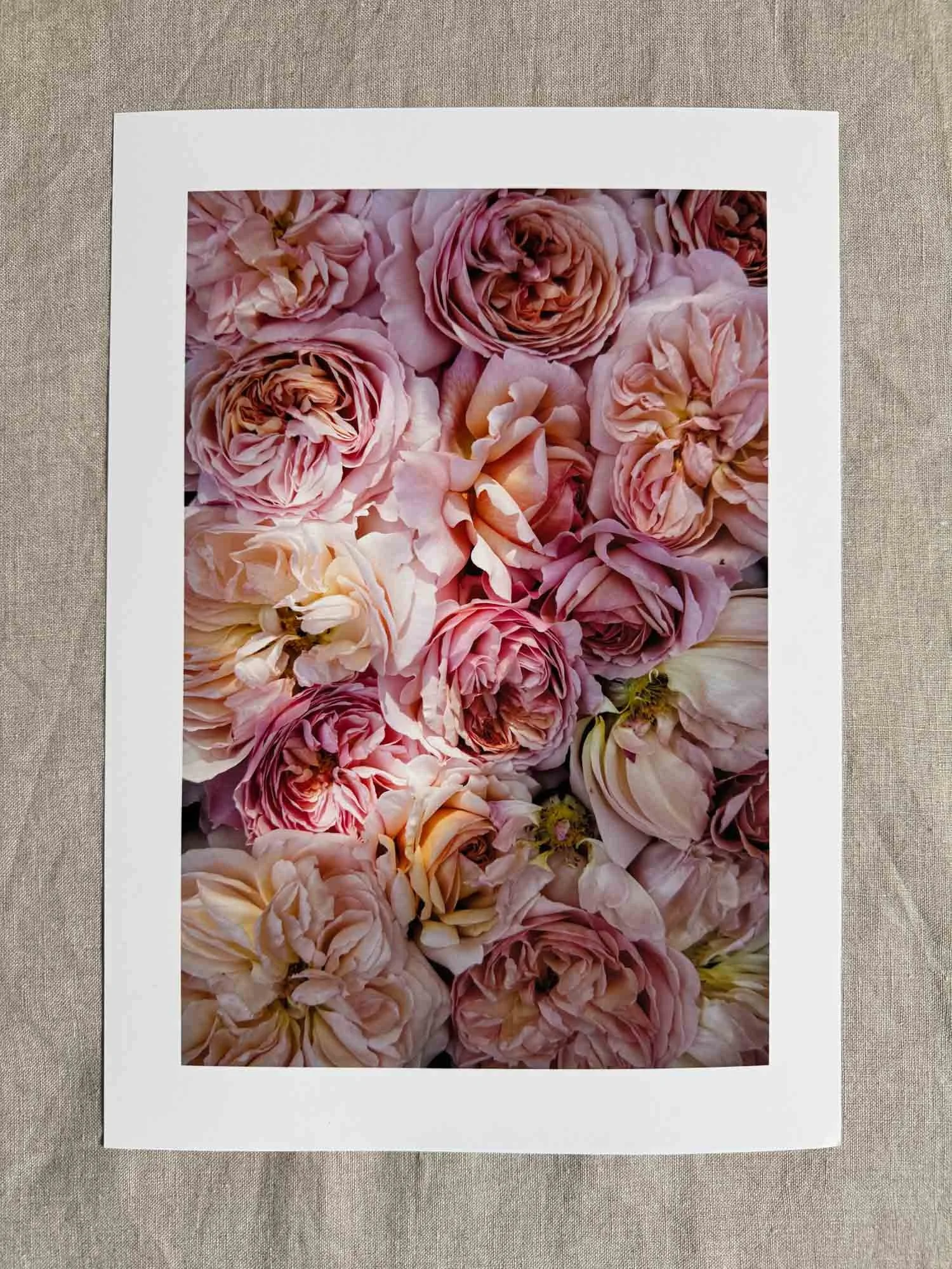 English David Austen rose - photography print