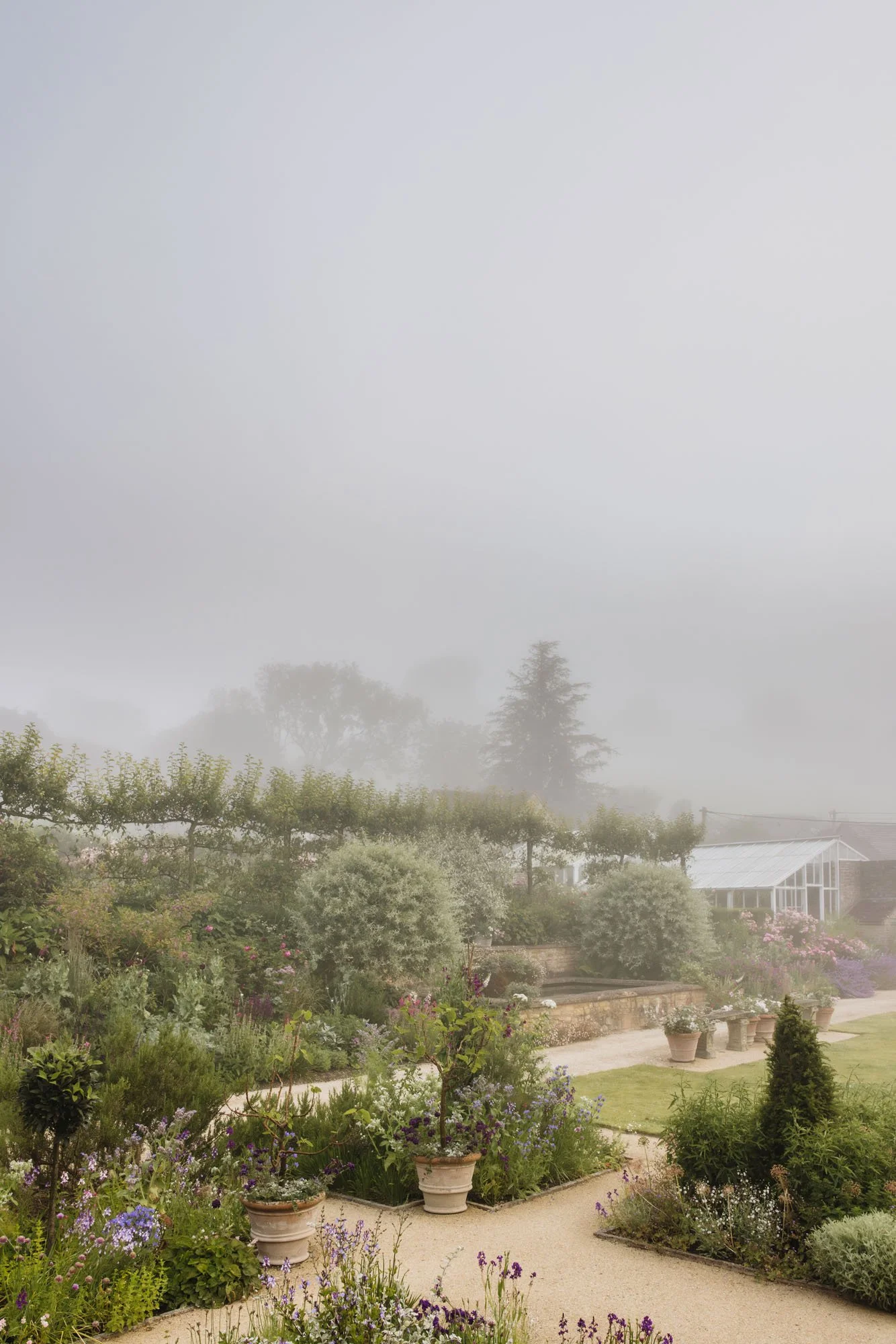 A foggy morning at Batcombe with various plants, shrubs, trees, a small greenhouse, and a gravel pathway.