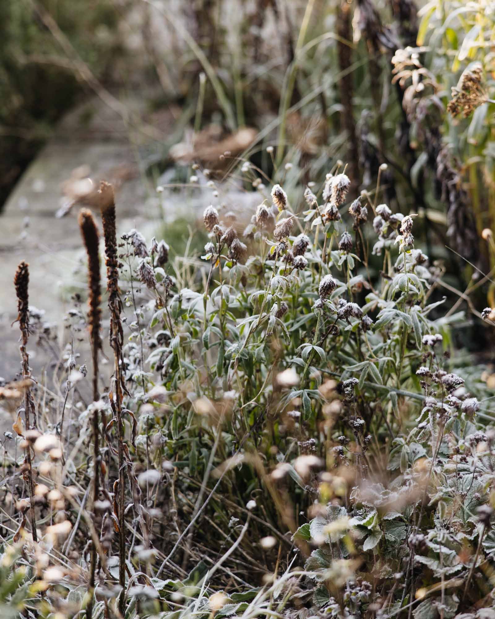 Frozen plants and grass in a natural outdoor setting with a small stream or pond in the background.