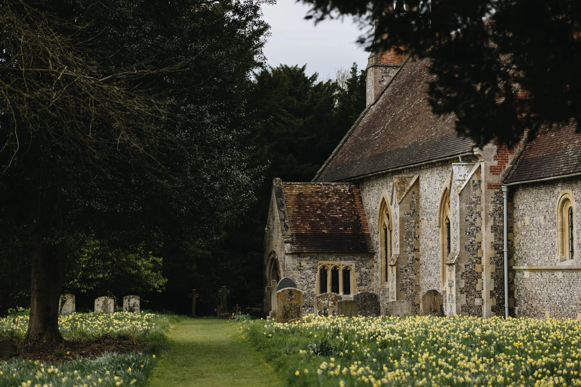 Narcissus pseudonarcissus growing wild in an Oxfordshire churchyard in Pyrton
