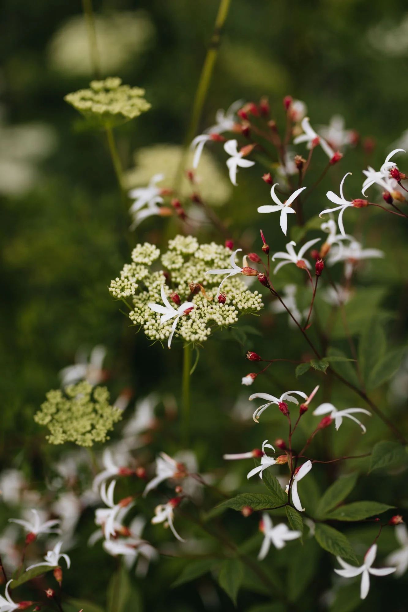 Close-up of delicate white flowers with small green leaves and dark stems, set against a blurred green background.