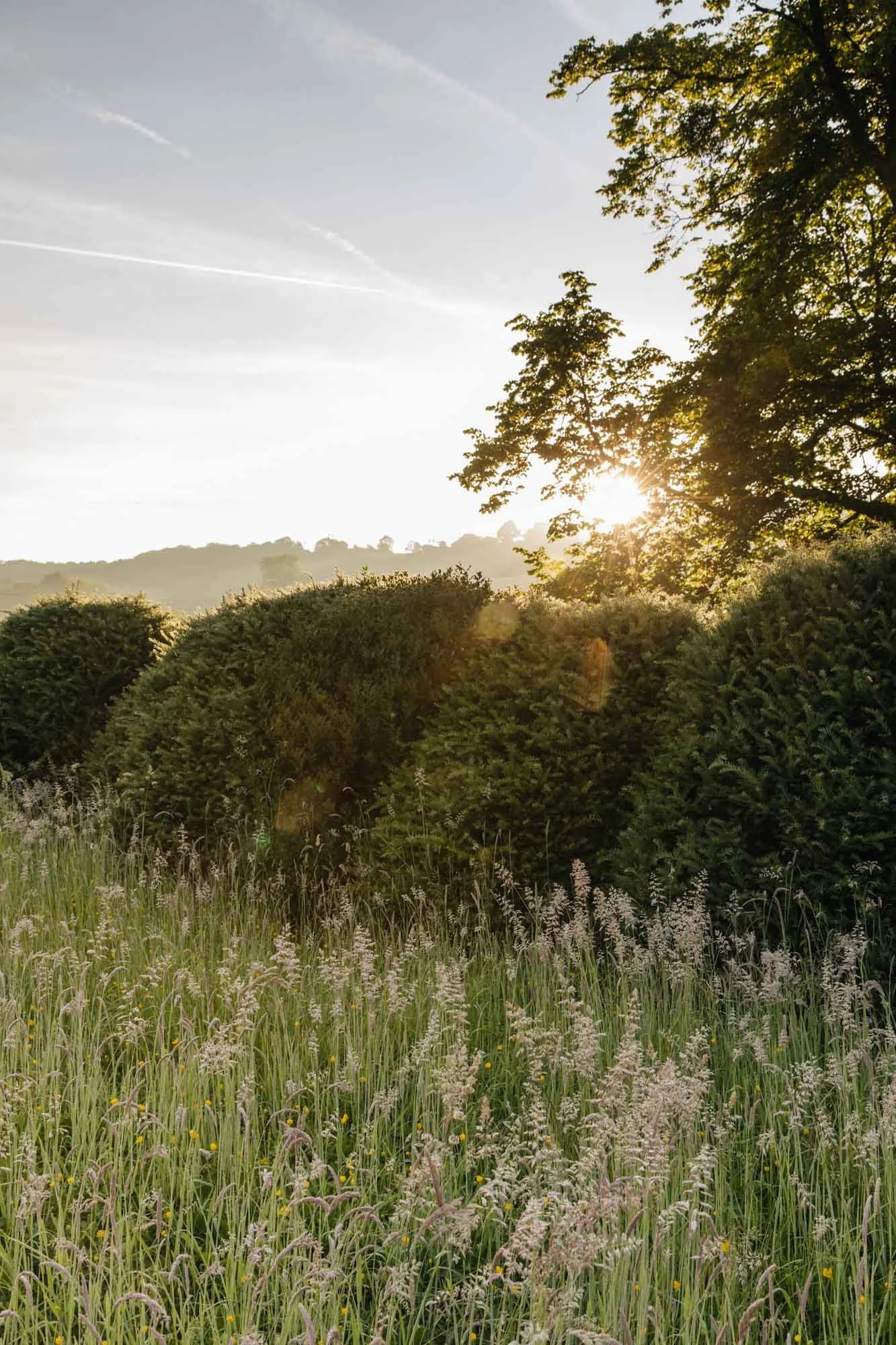 Sun shining through trees over a field of tall grass and bushes at sunset.