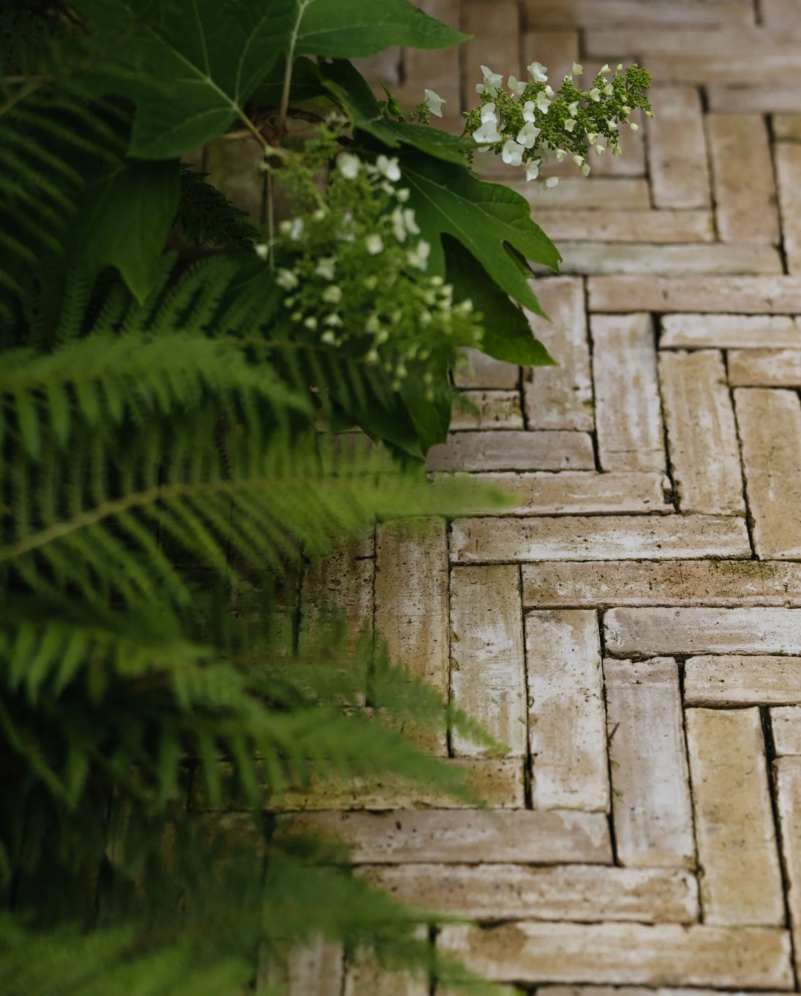 Green foliage with white flowers on a brick-patterned surface. Luciano Giubbilei landscape studio London city garden