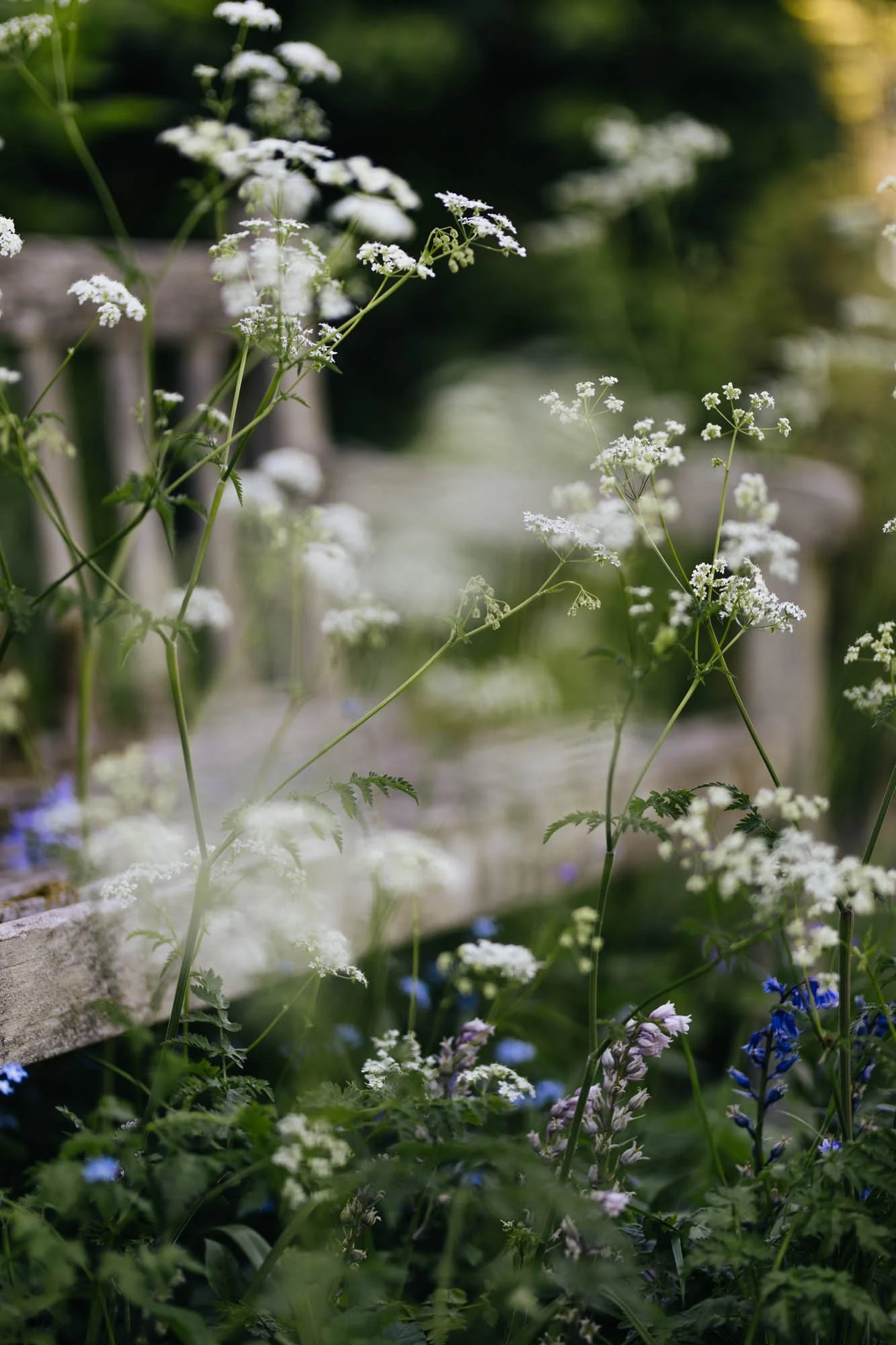 Cow parsley in cottage garden