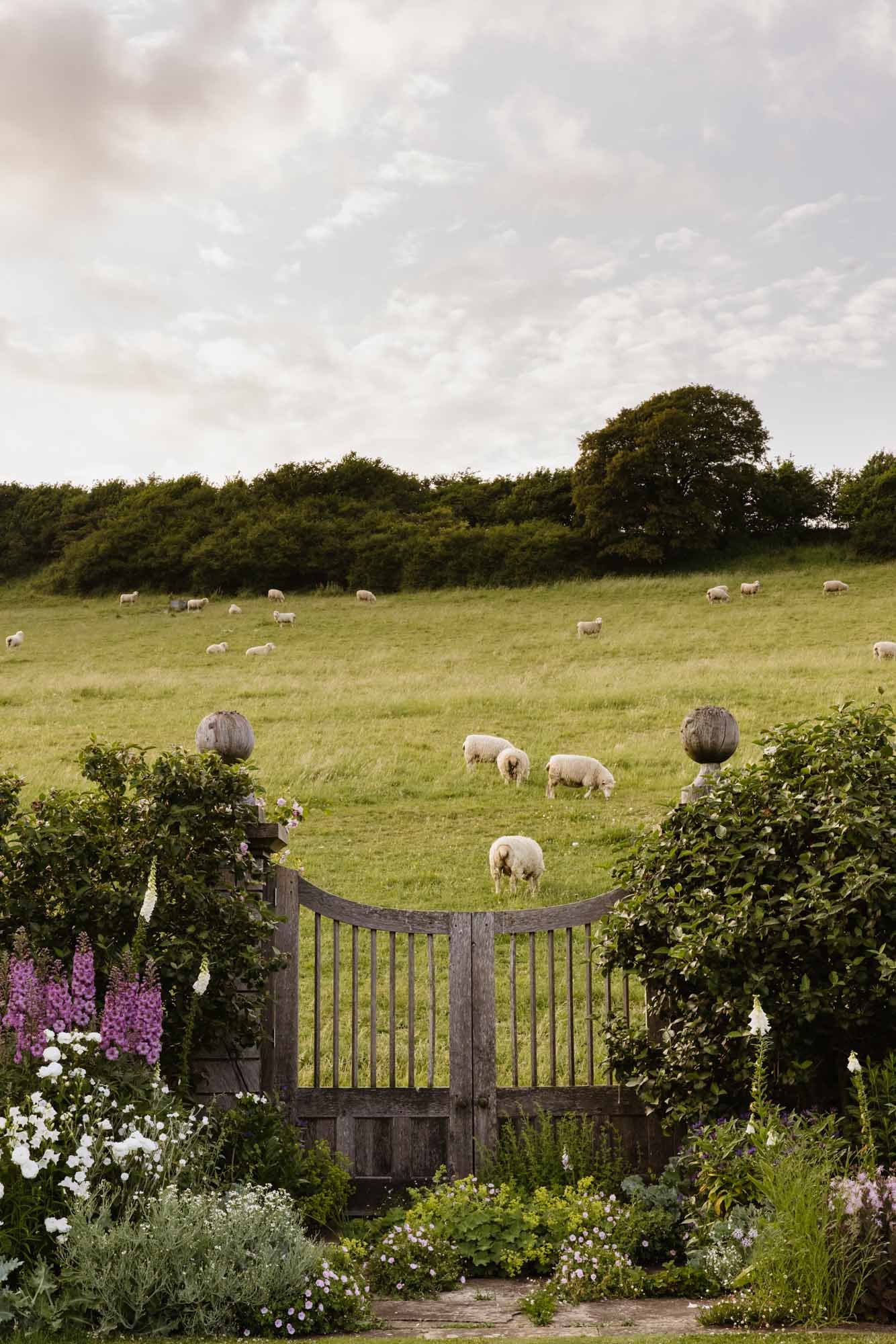 A wooden garden gate opens to a peaceful green pasture with grazing sheep and a line of trees in the background, under a cloudy sky. Dorset Walled Garden in Somerset