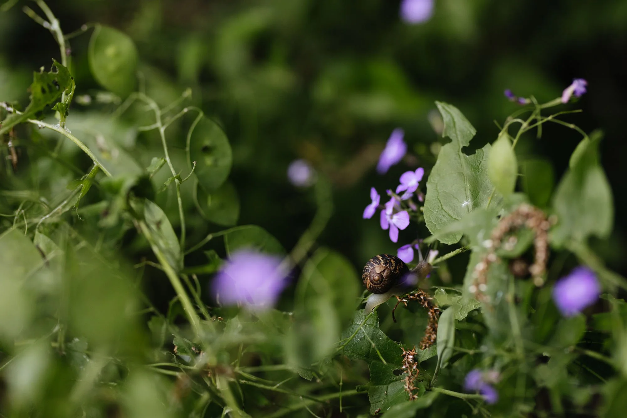 Close-up of a snail on green leaves and small purple flowers, surrounded by dense greenery. Sarah Price designed garden