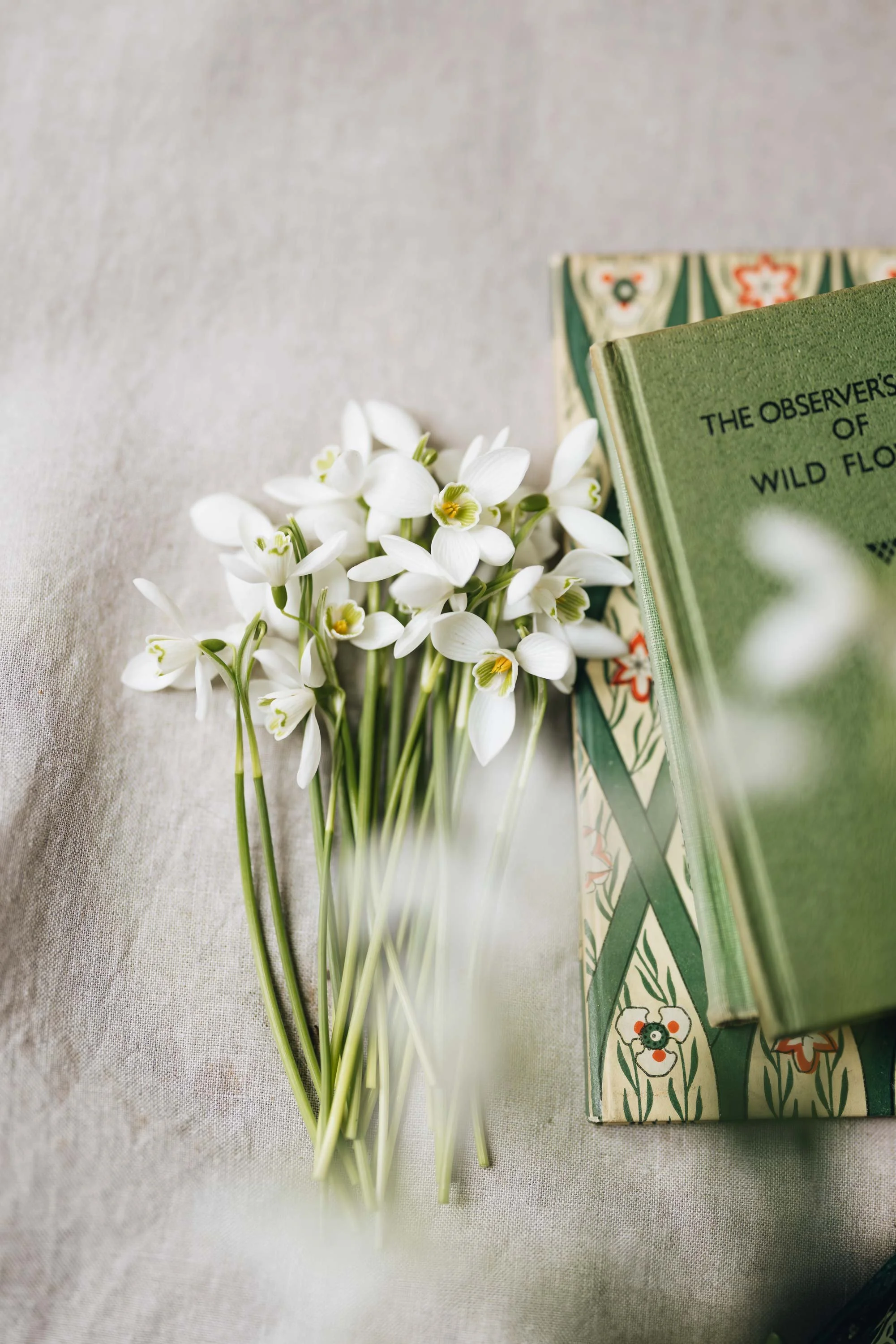 Snowdrops (ii) - card