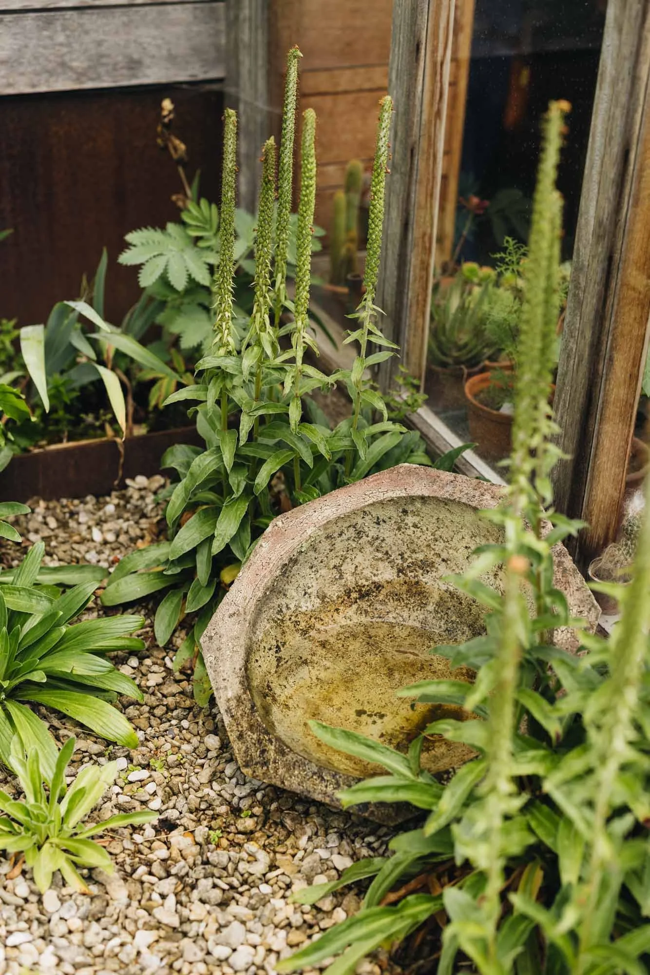 A garden scene with various green plants, an old stone bird bath, and a wooden and glass greenhouse wall.