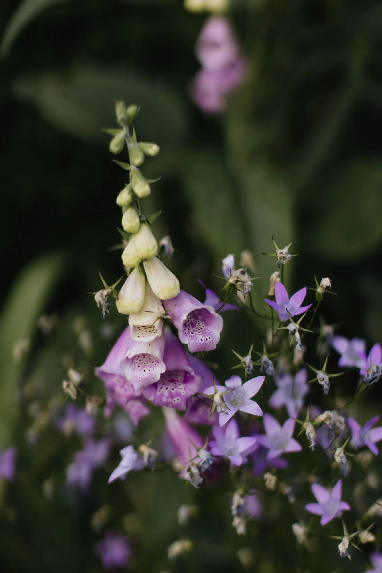 Close-up of purple and white foxglove flowers surrounded by small purple star-shaped flowers with green leaves in the background.