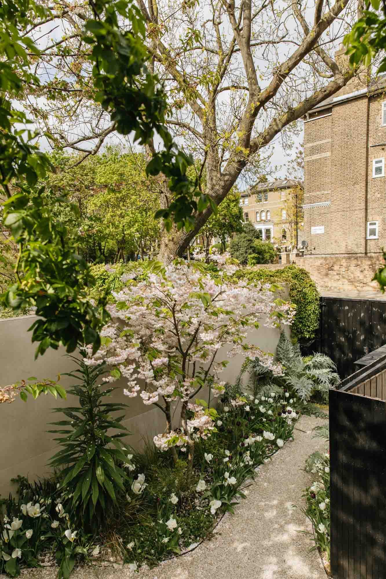 A small, landscaped garden with cherry blossom, lilac, and tulip plants, surrounded by a concrete pathway, a beige fence, and nearby buildings. Alex Noble garden design