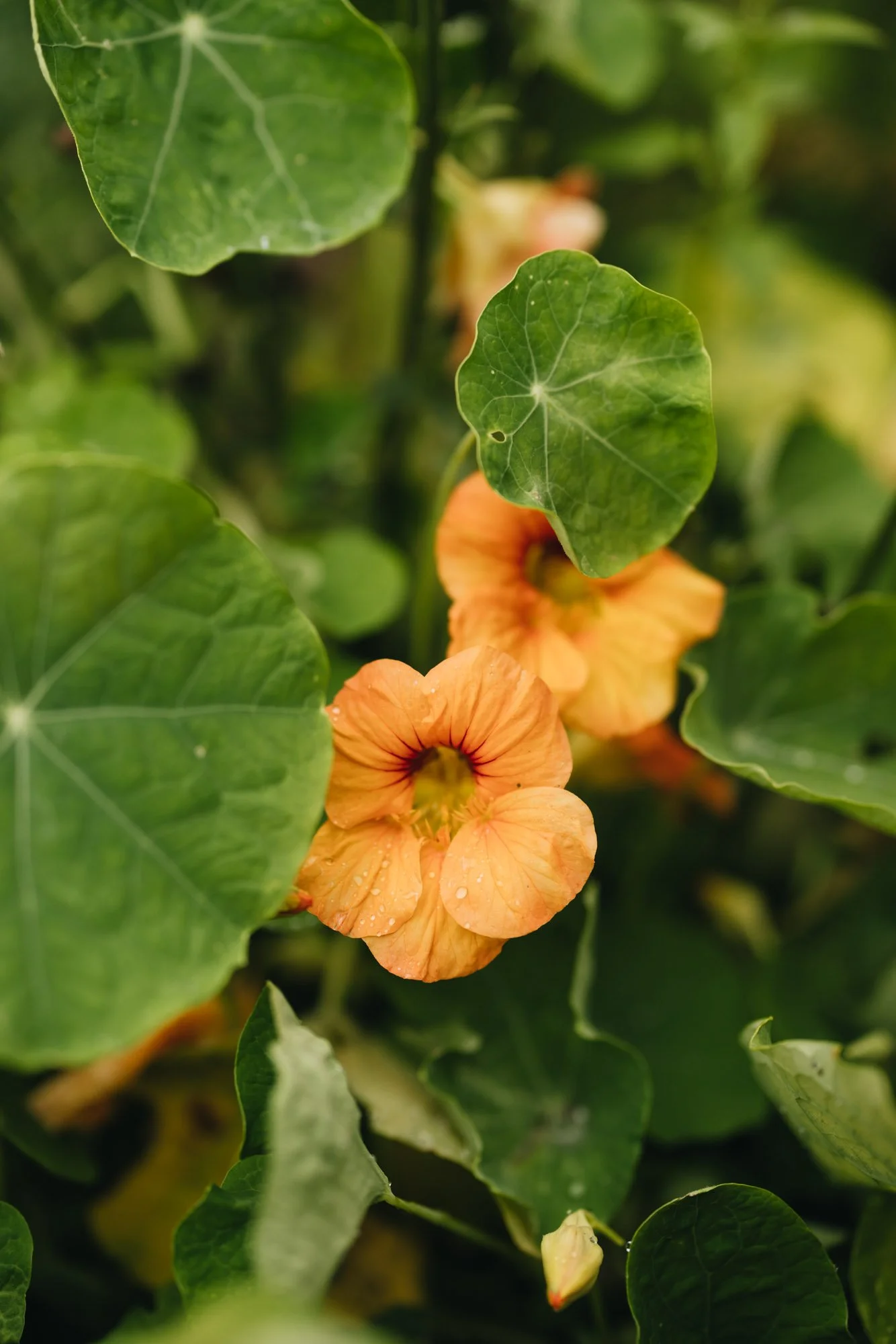 Nasturtium growing at Damon Farm