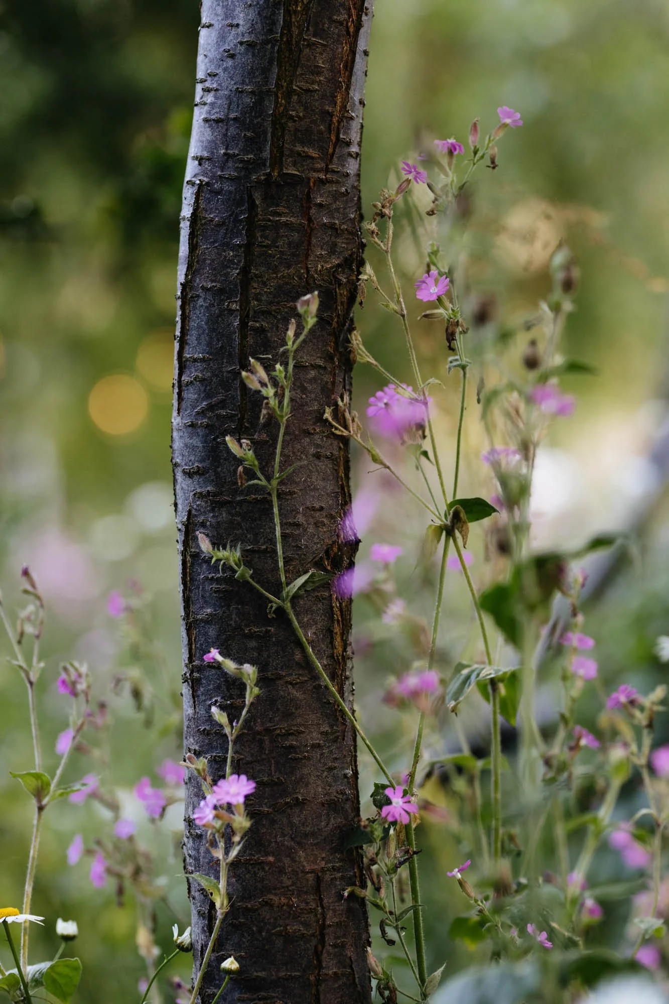 Close-up of a tree trunk with small pink wildflowers and green leaves growing along it, blurred greenery in the background. Sarah Price designed garden