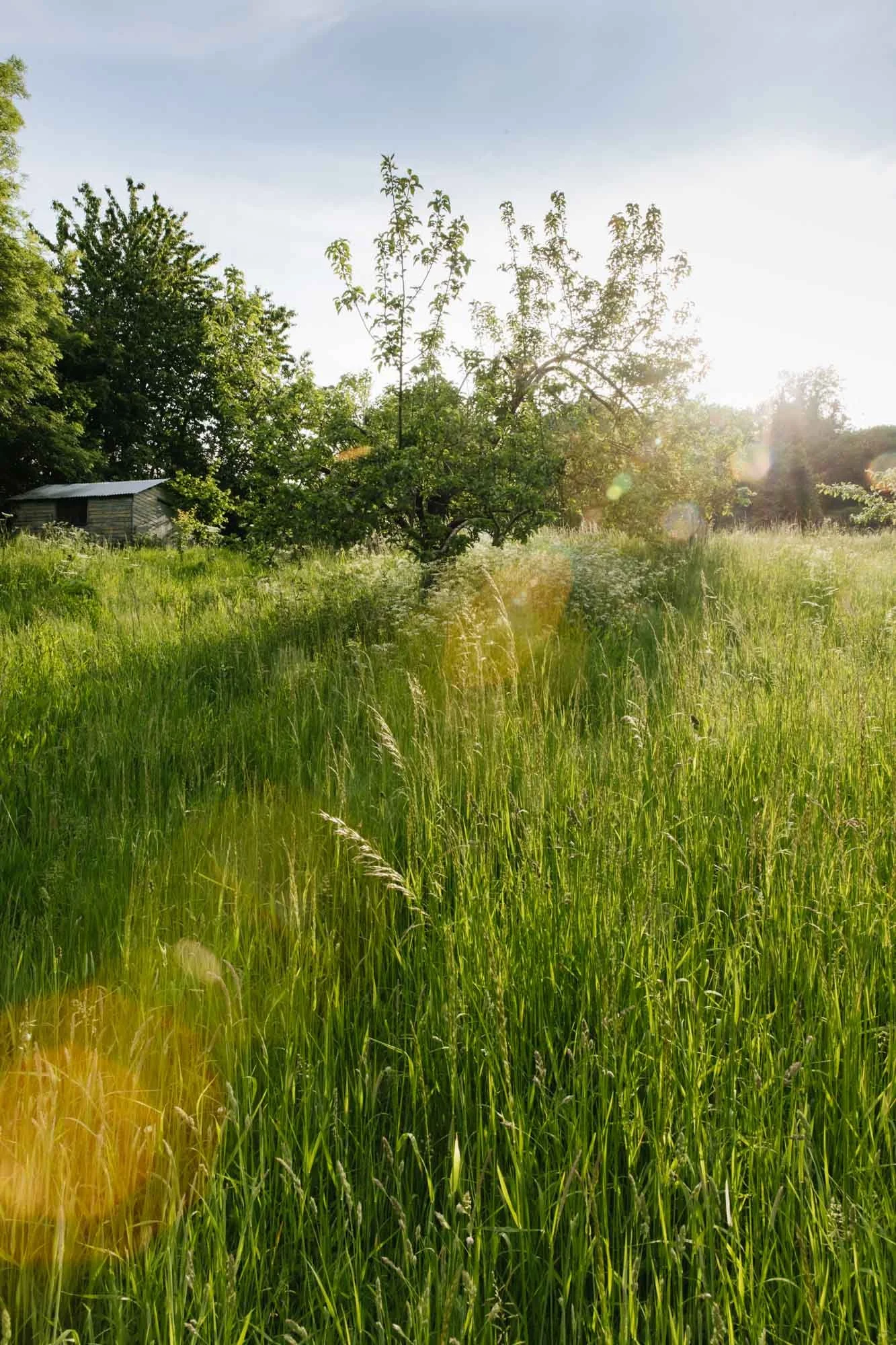 Damson Farm meadow in the summer sunlight