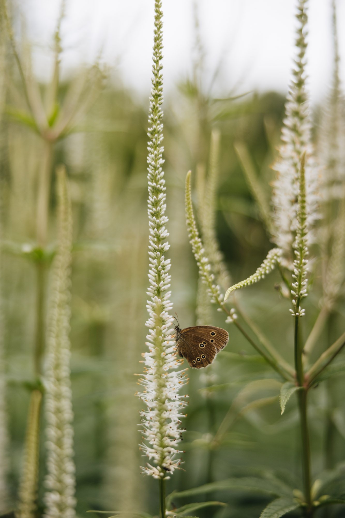 Damson Farm, Alison Jenkins