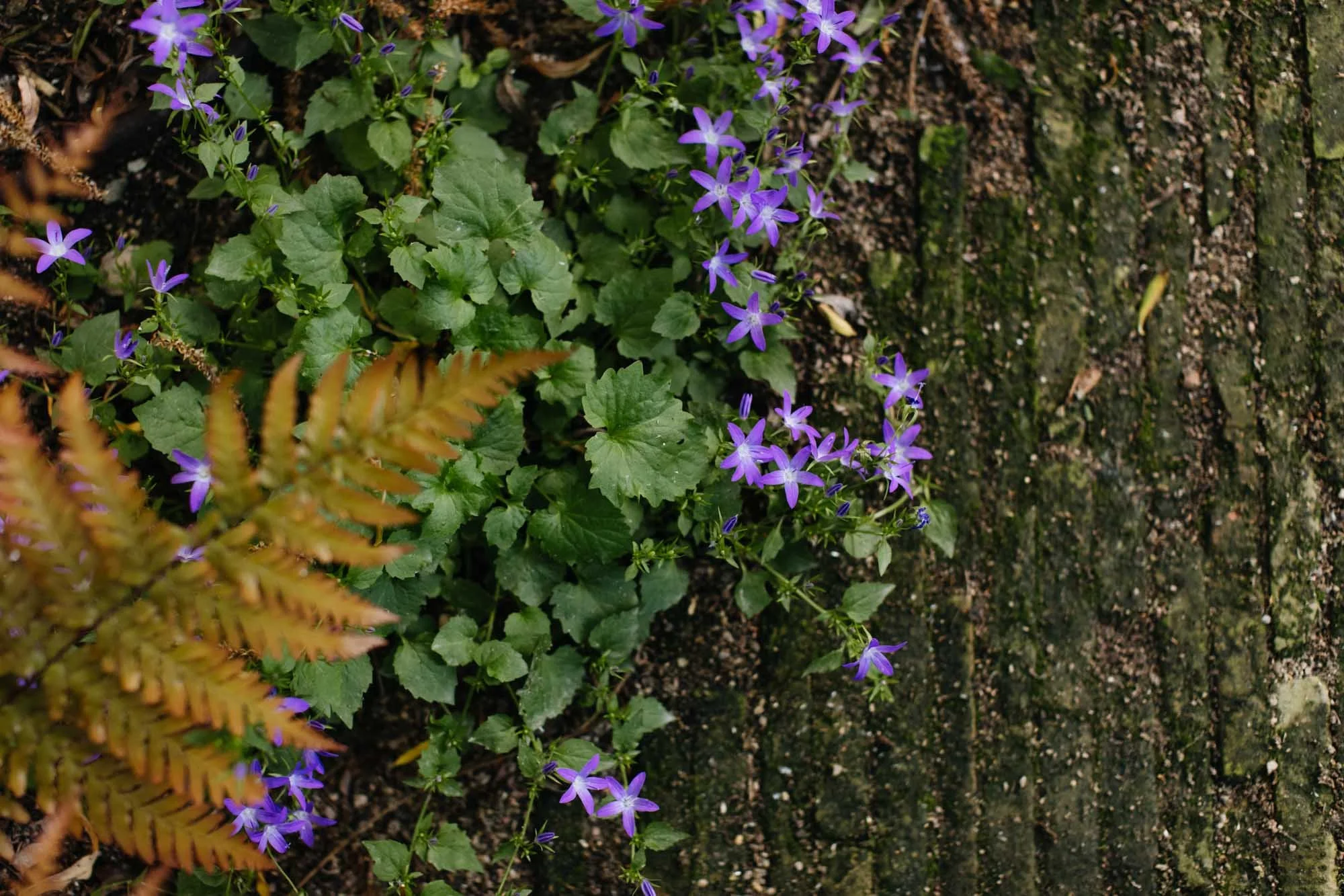 Purple flowers growing alongside a moss-covered brick wall with some brown, dried fern leaves in the foreground. Sarah Price designed garden