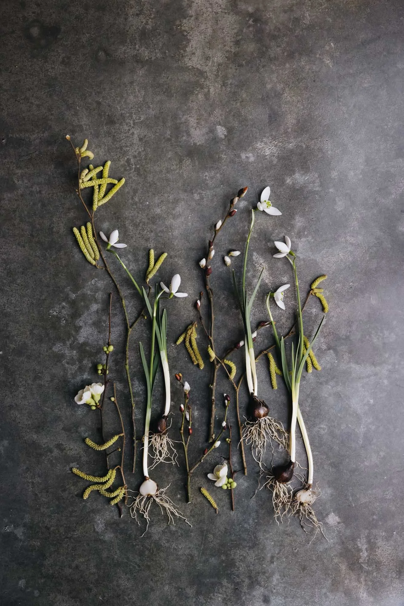 Late Winter flowers snowdrops botanical print