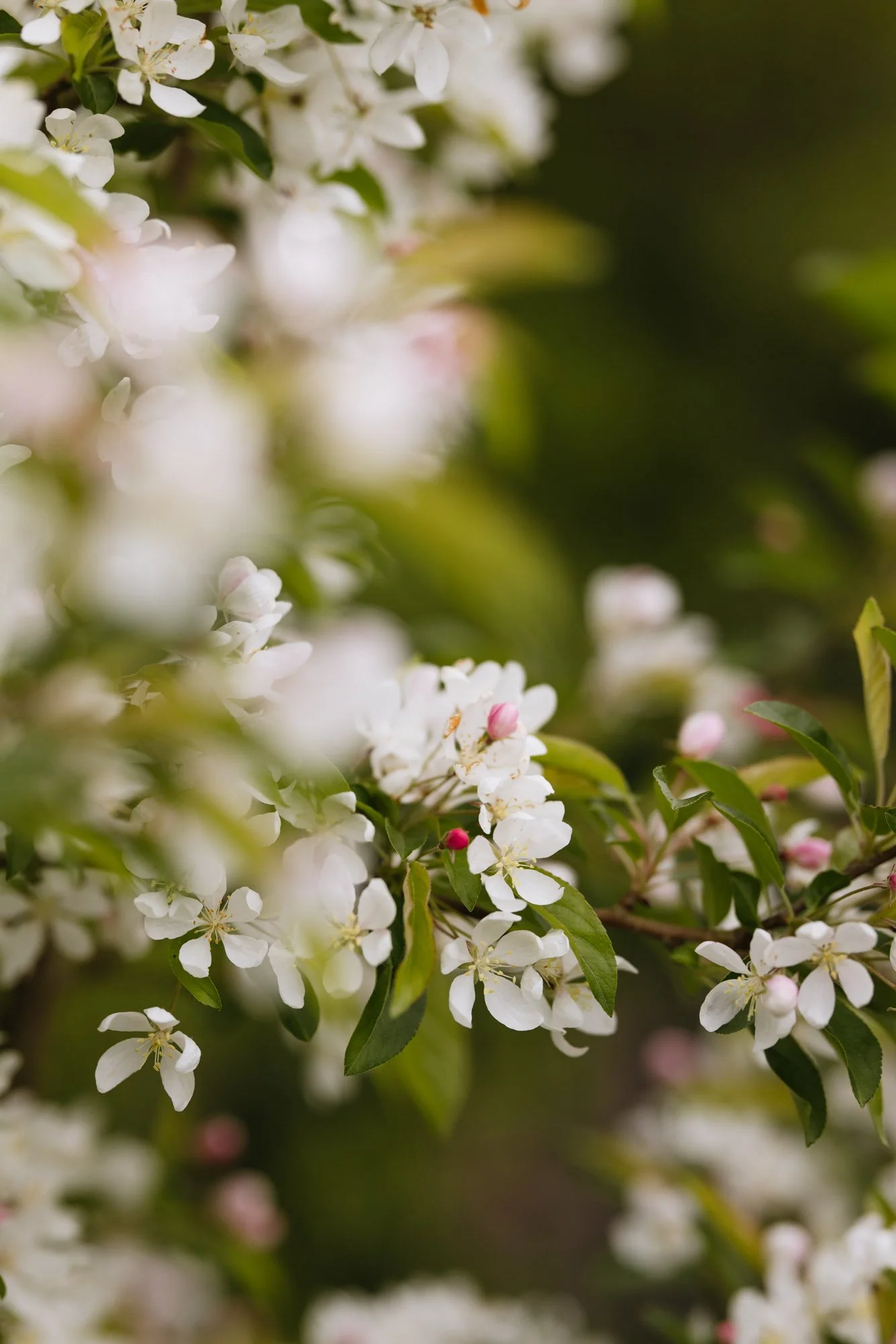 Crab apple blossom at cottage garden