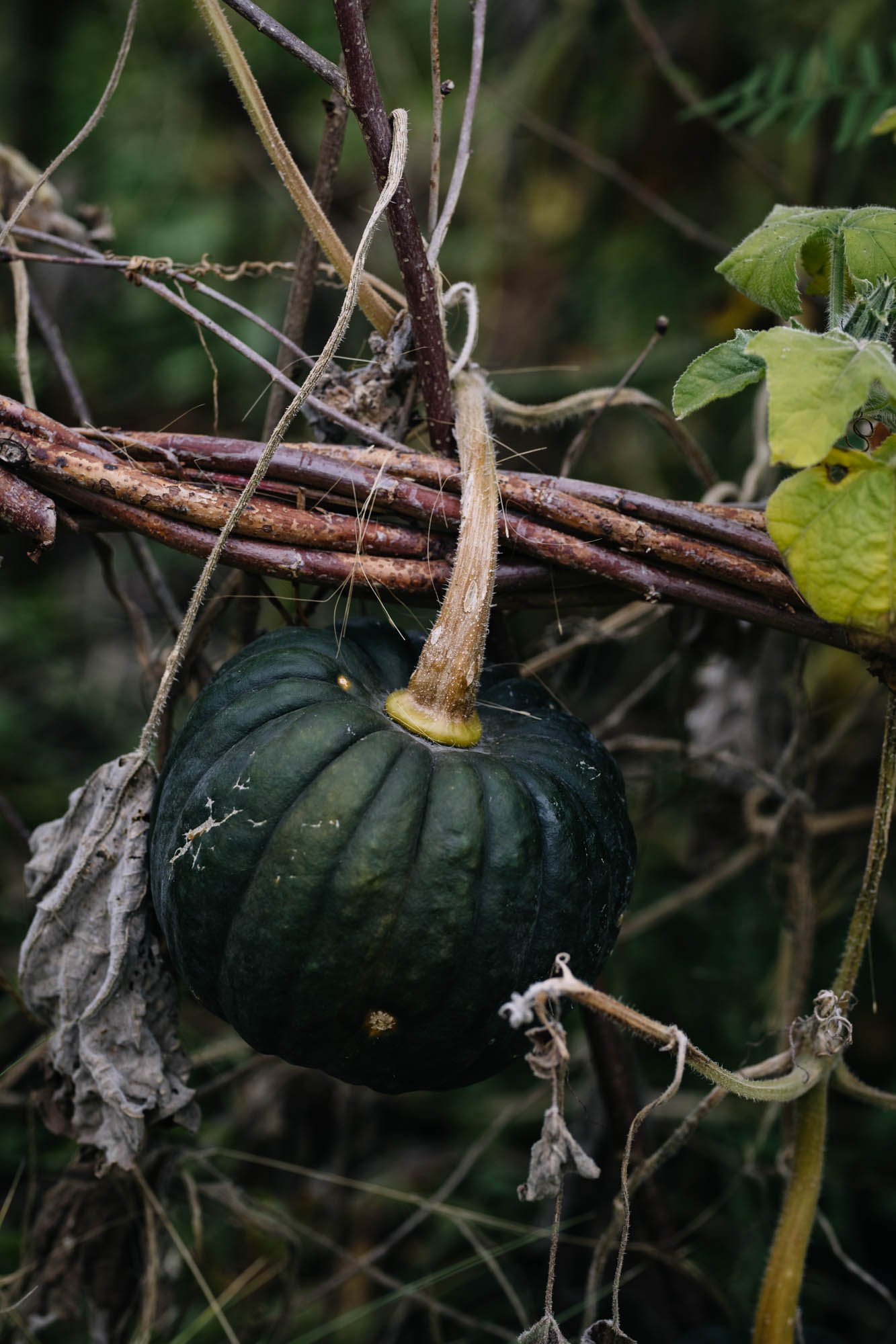 A dark green pumpkin hanging from a vine surrounded by dried and withered leaves and tangled plant stems.