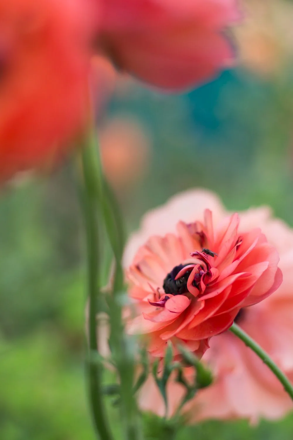 Flower and Garden Photography workshop at Green and Gorgeous in Oxfordshire