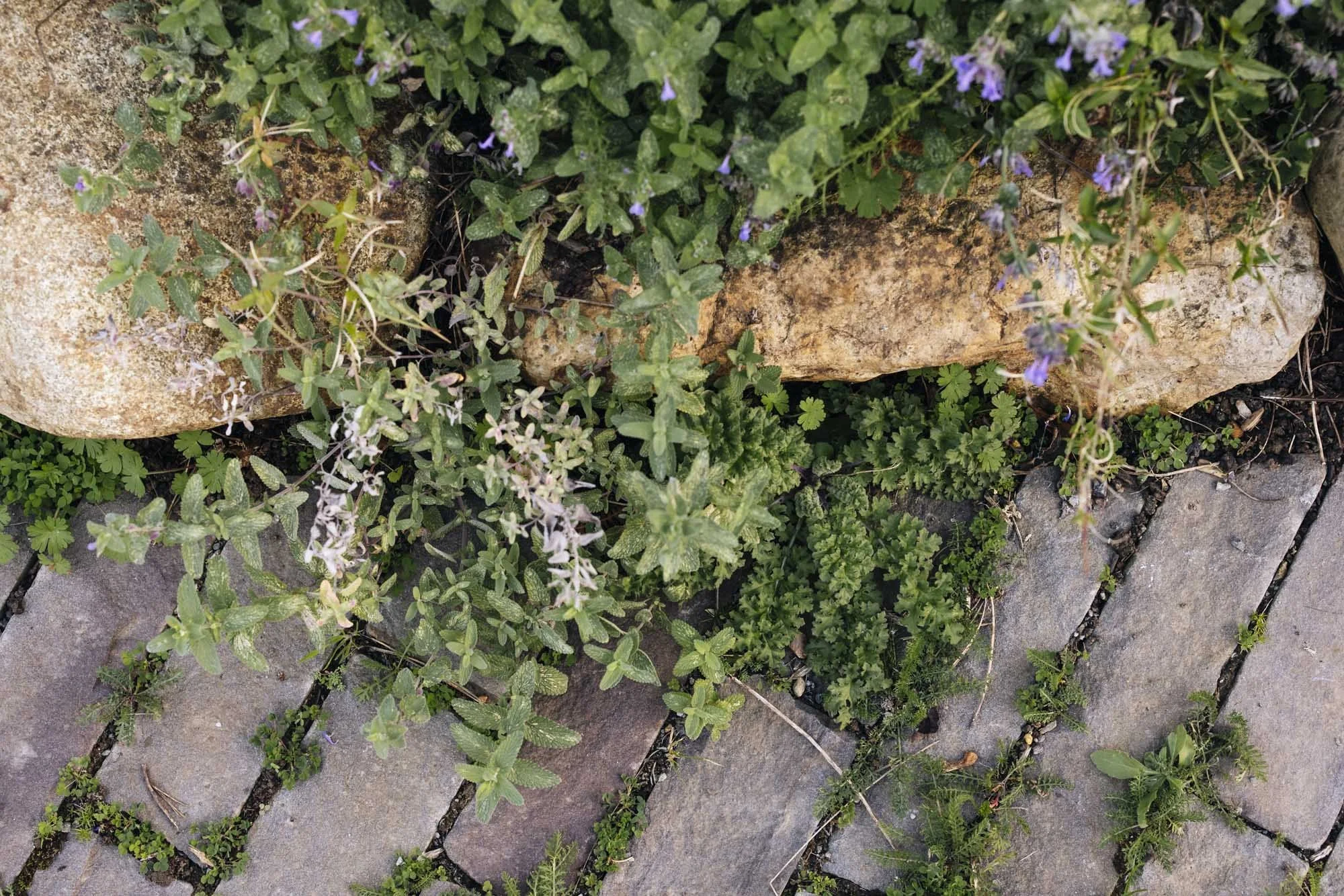 357A4590.jpg