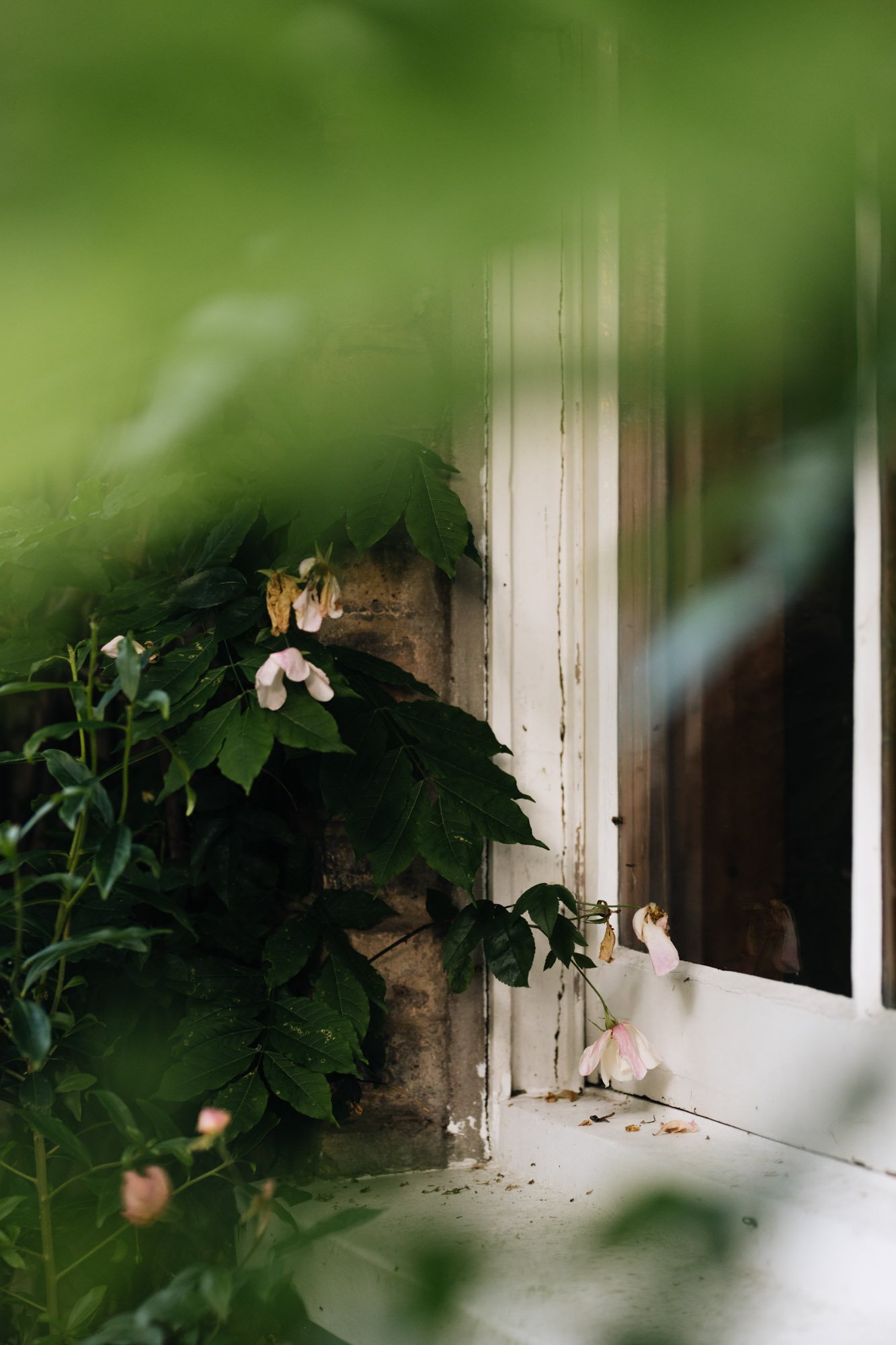 Pink and white flowers growing near an old white window with peeling paint, viewed through green foliage. Sarah Price designed garden