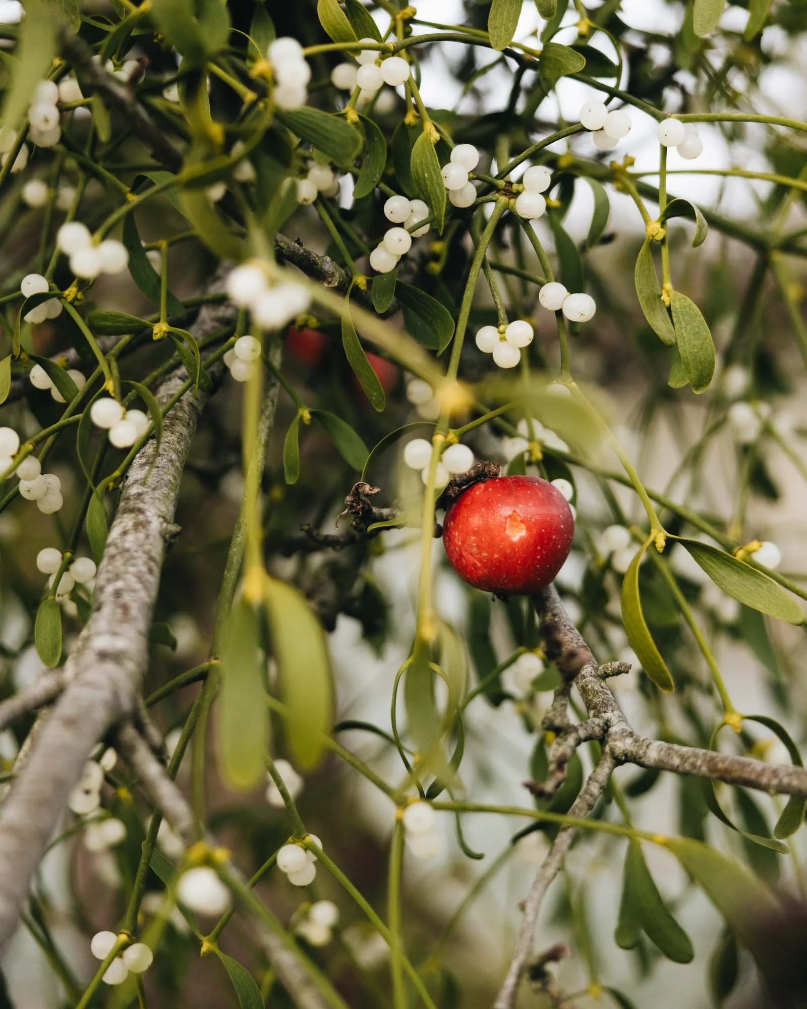 Mistletoe and apple on apple tree at Damson Farm