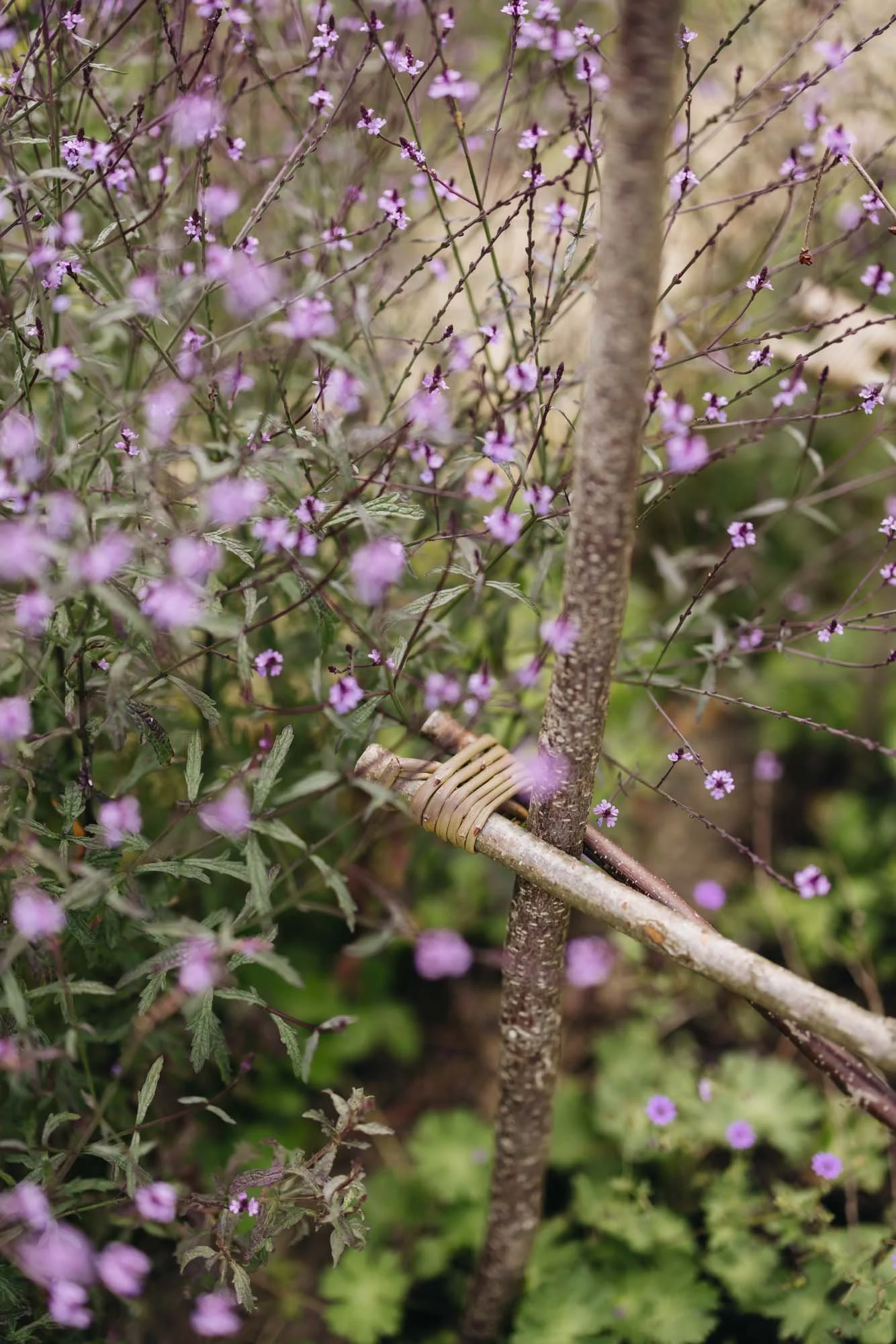 Close-up of a small tree supported by a bamboo stake tied with a woven band, surrounded by purple flowering plants.