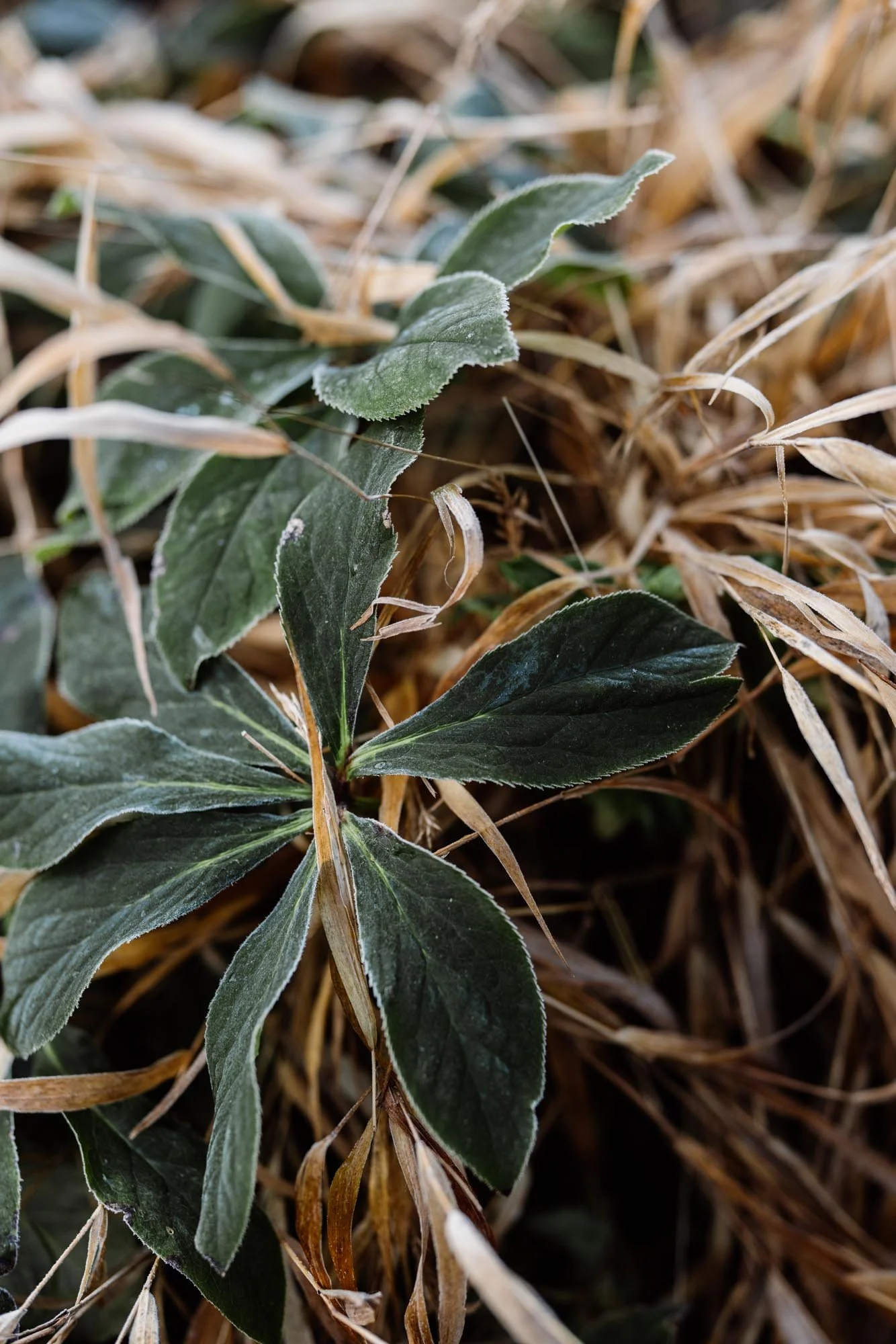 Green leaves with a layer of frost among brown dried grass.
