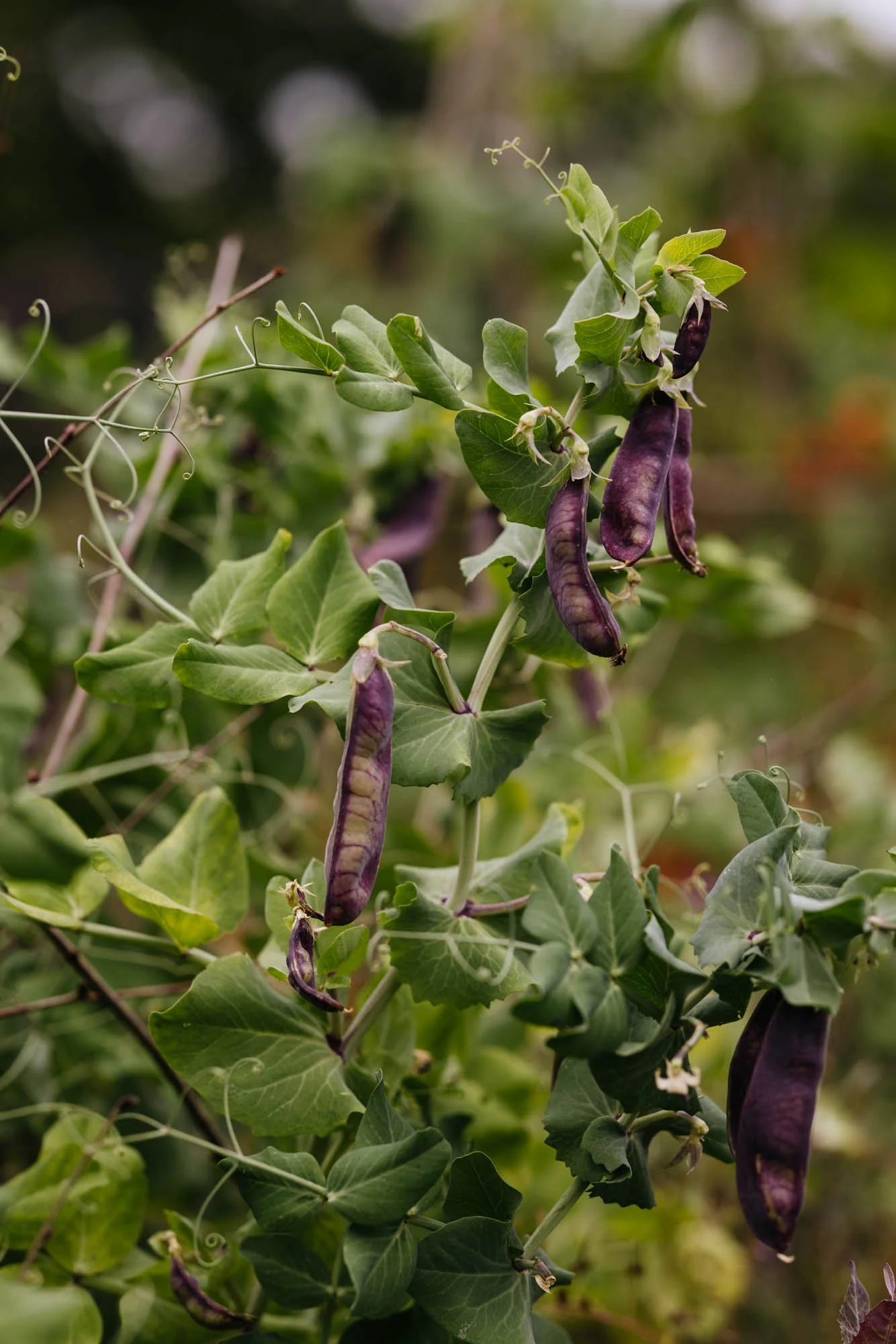 Close-up of a plant with purple pods hanging from green vines and leaves.