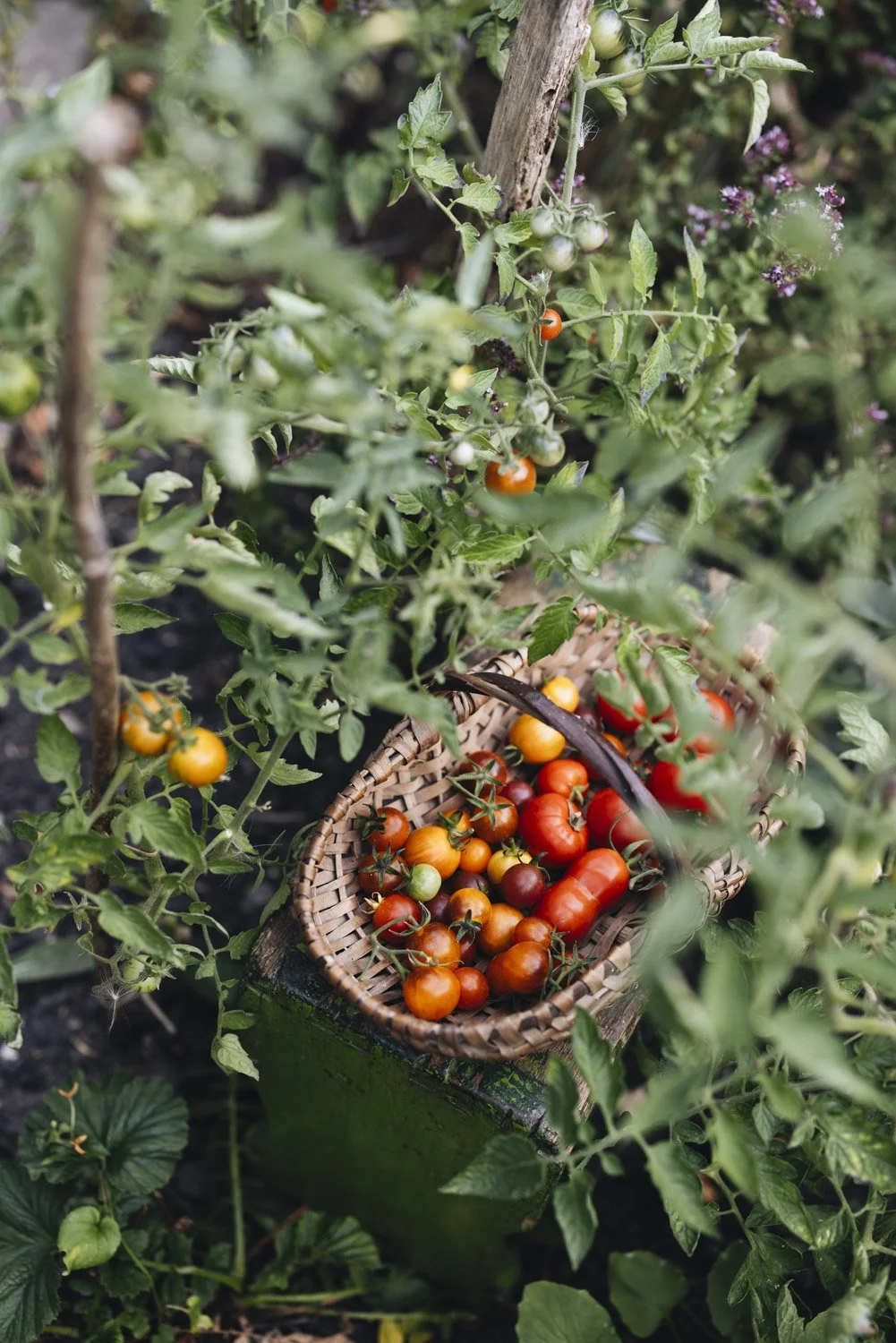 Tomatoes - card