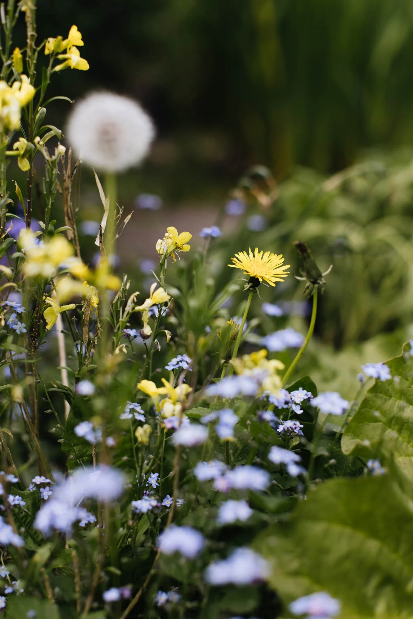 Dandelion, forget-me-nots and wallflower in cottage garden