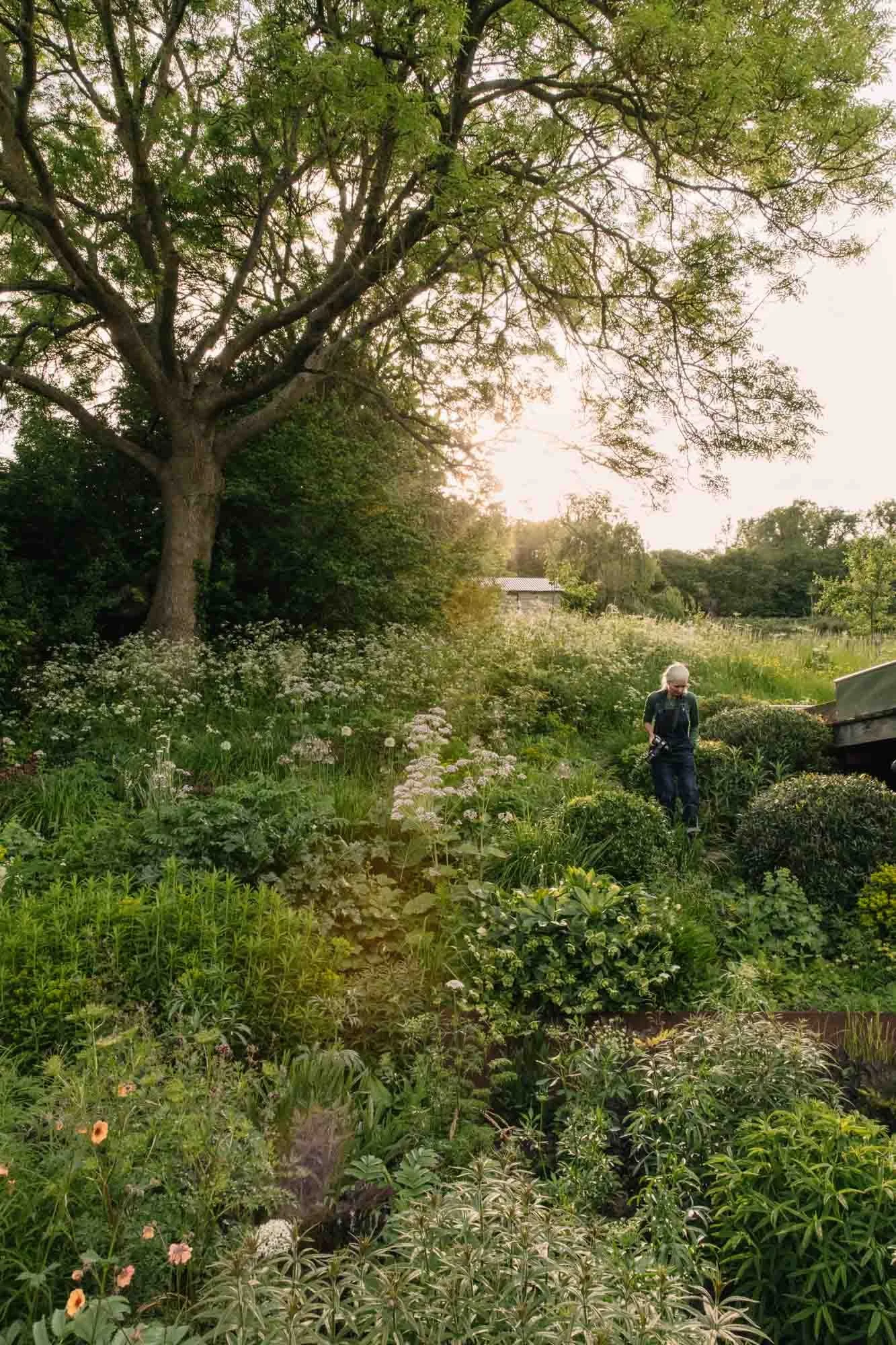 A lush garden with a large tree, various plants, and flowering bushes. A person with a hat and backpack is walking through the greenery during sunset.
