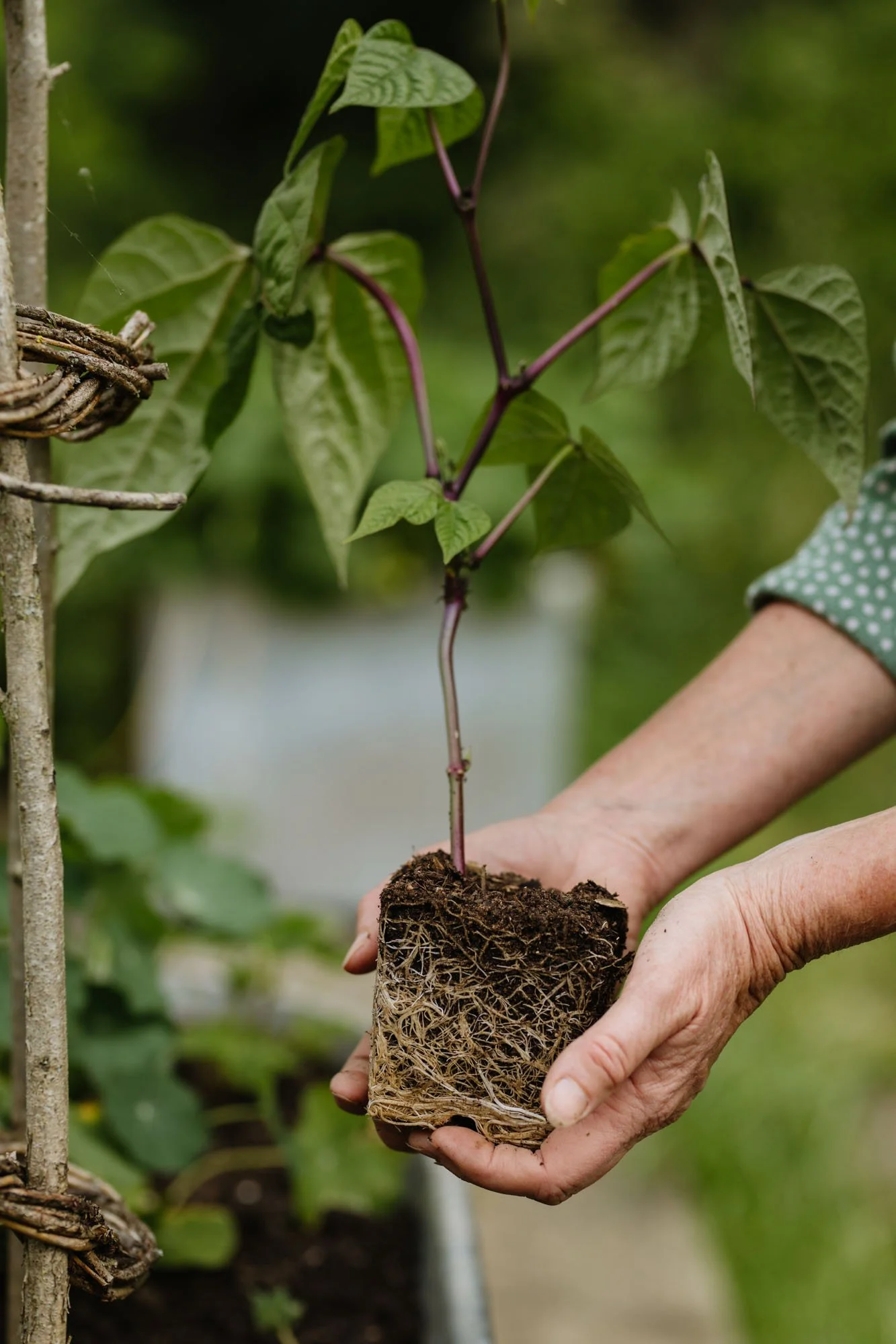 A person planting a young plant with a root ball in his hands outdoors.
