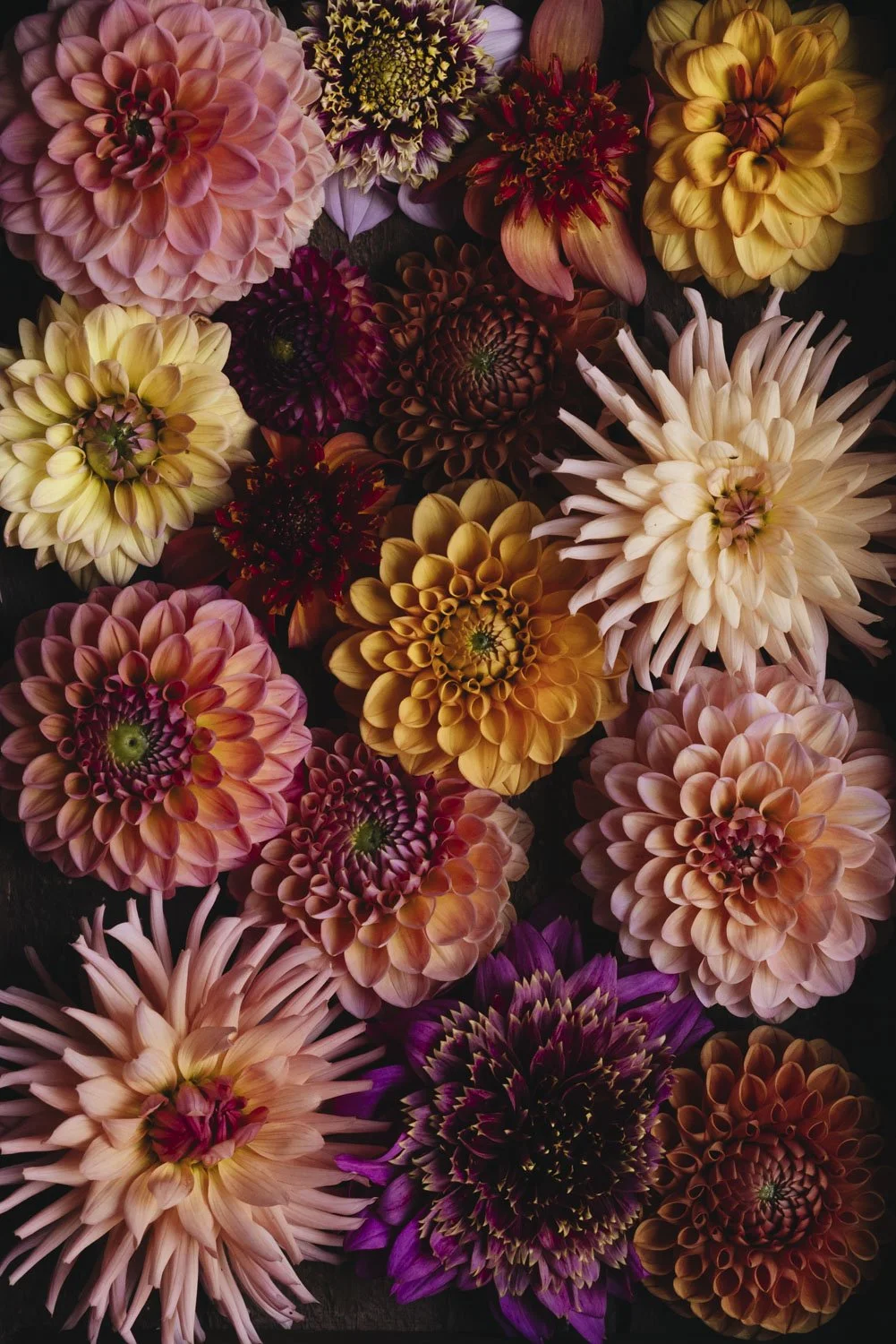 Dahlias - card