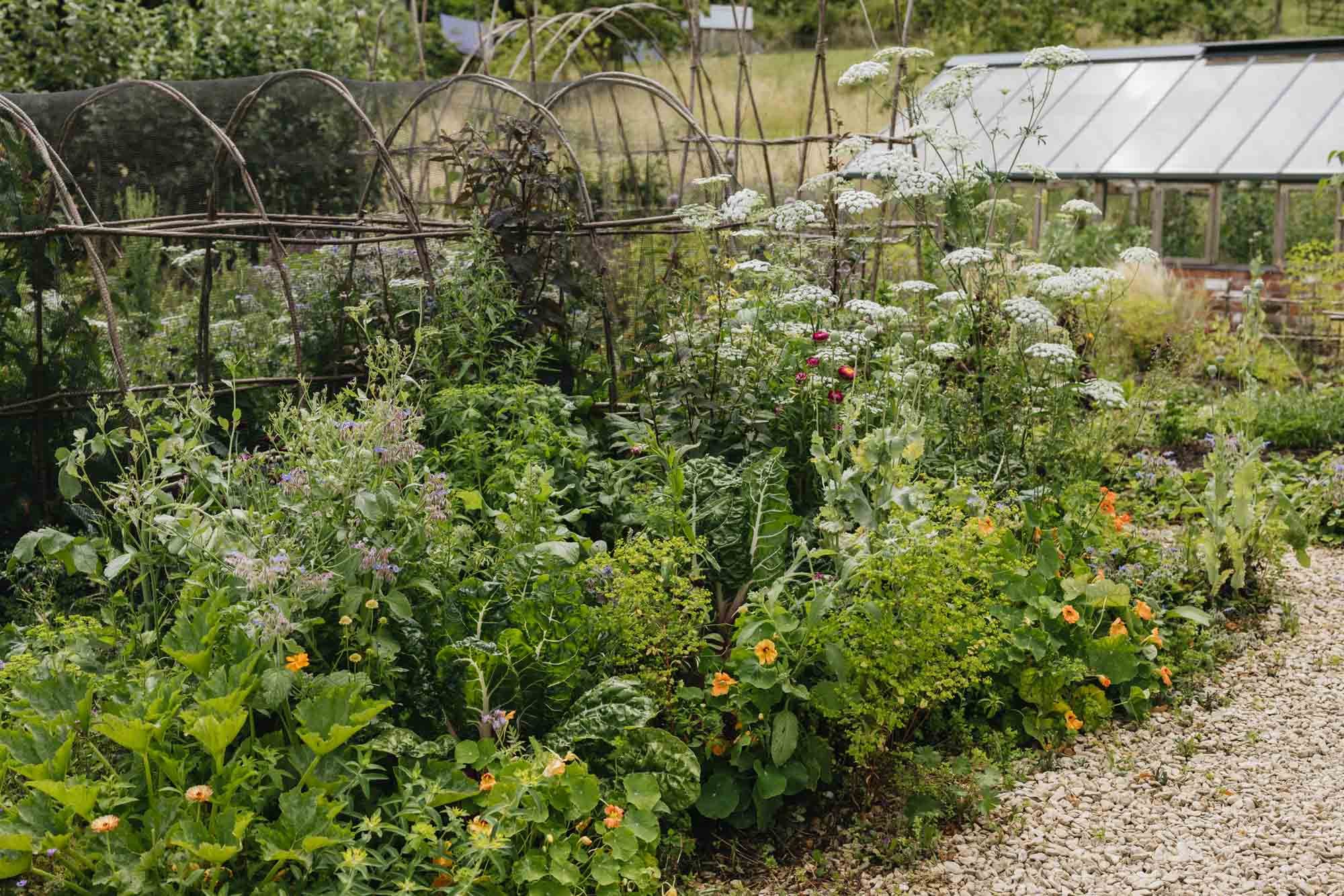 Edible perennials, Damson Farm