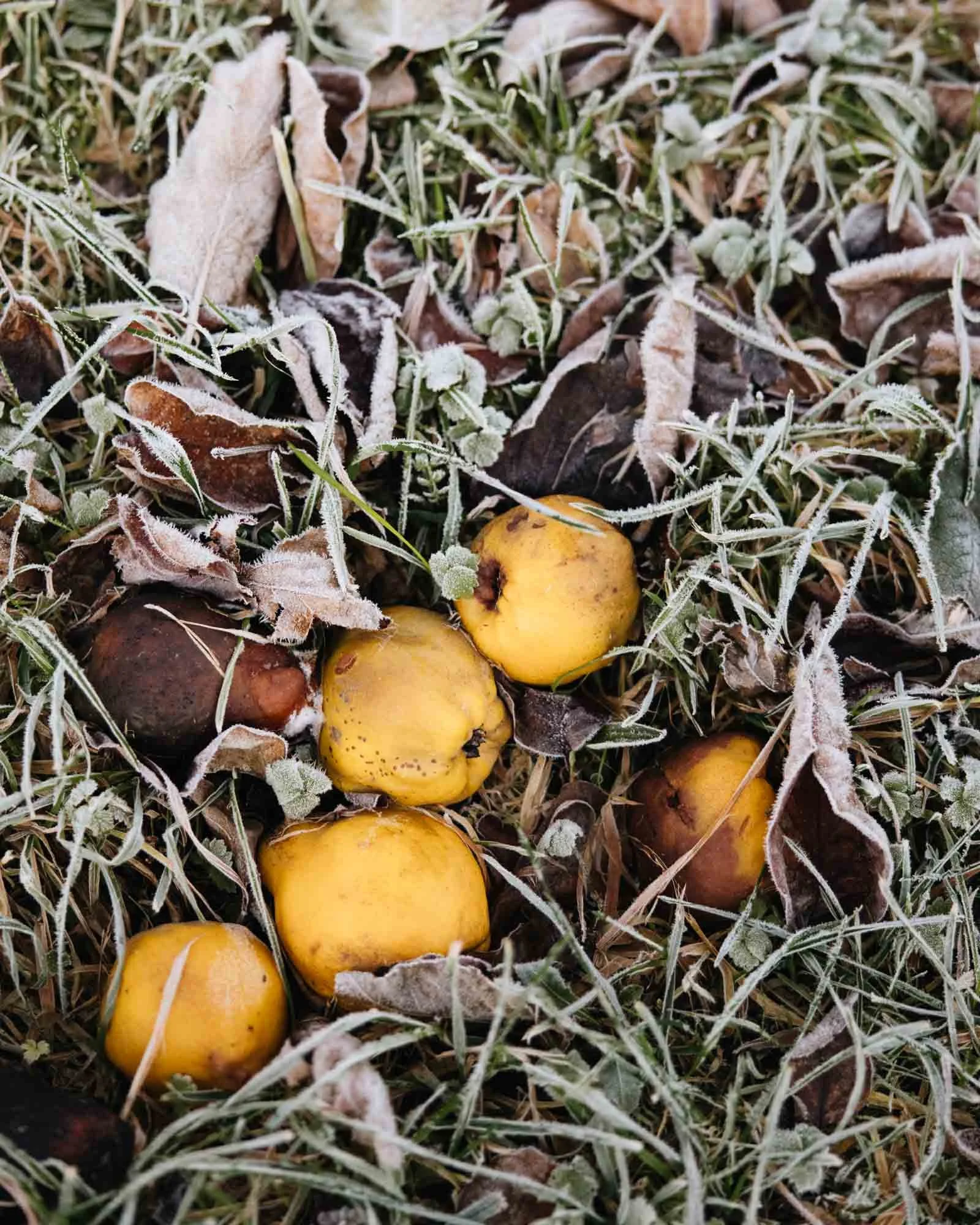 Fallen quinces on frosty ground among dried leaves and grass at Damson Farm