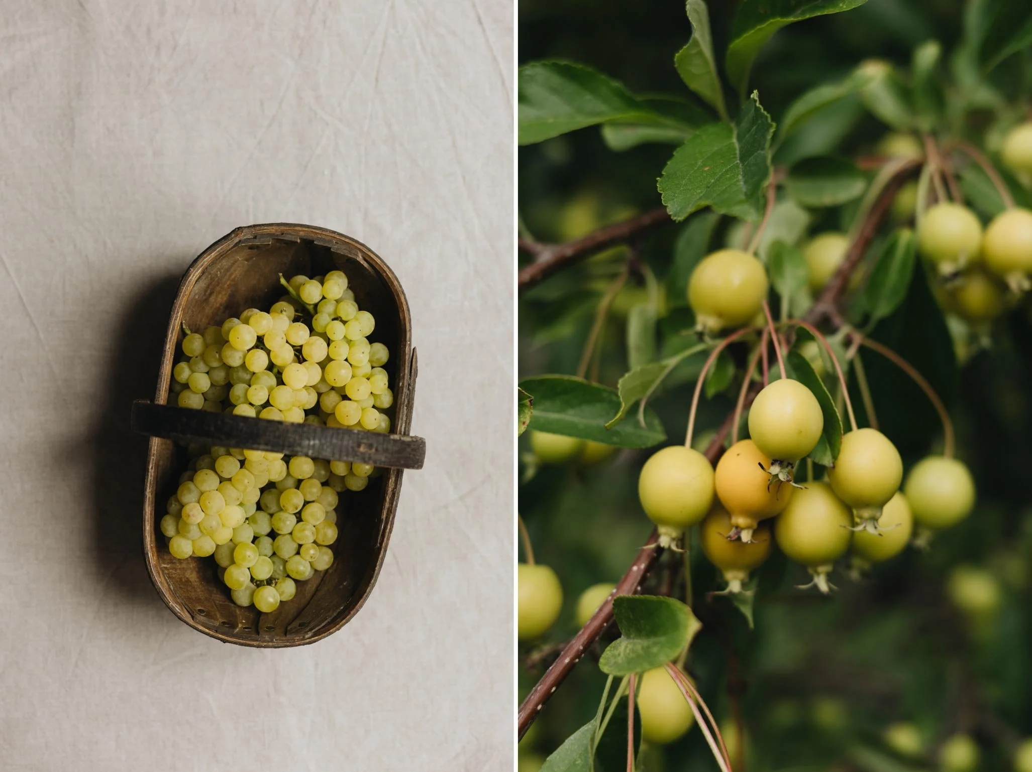 Yellow grapes and yellow crab apple "comptesse de paris"