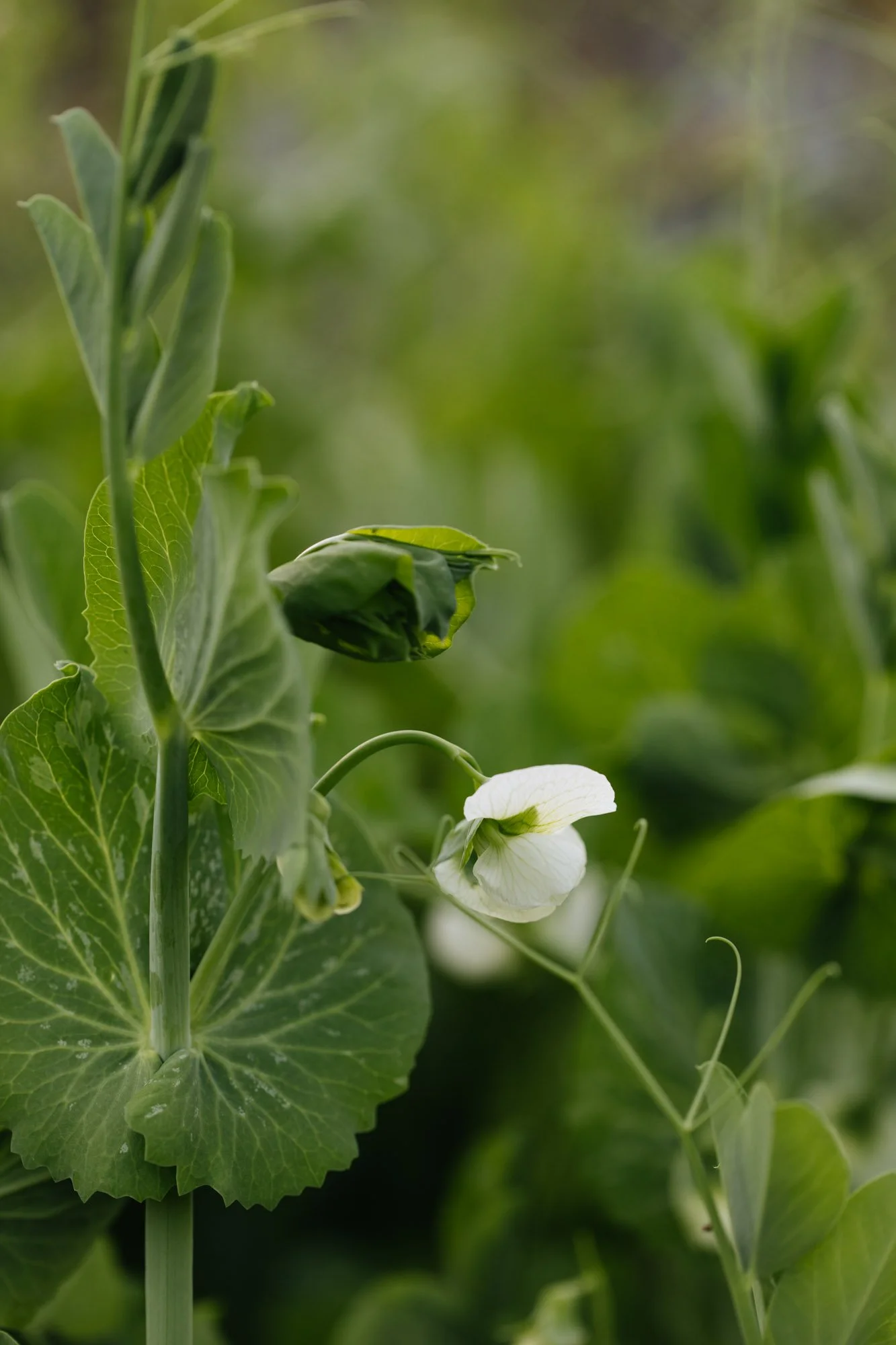 Garden peas flowering at Damson Farm