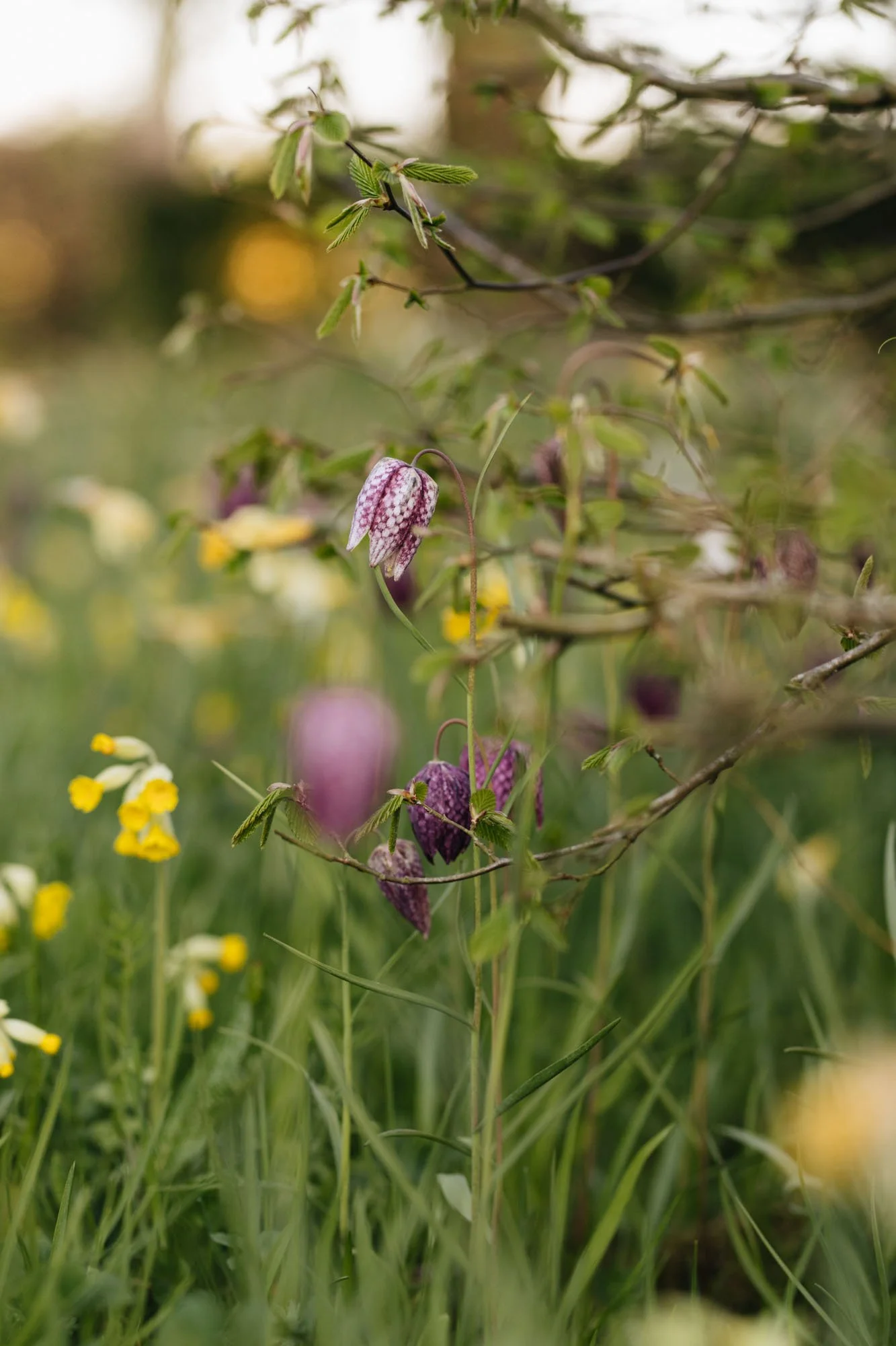 South Wood Farm at Spring and Close-up of purple and white checkerboard-patterned flowers hanging from thin, winding stems among green grass and yellow wildflowers.