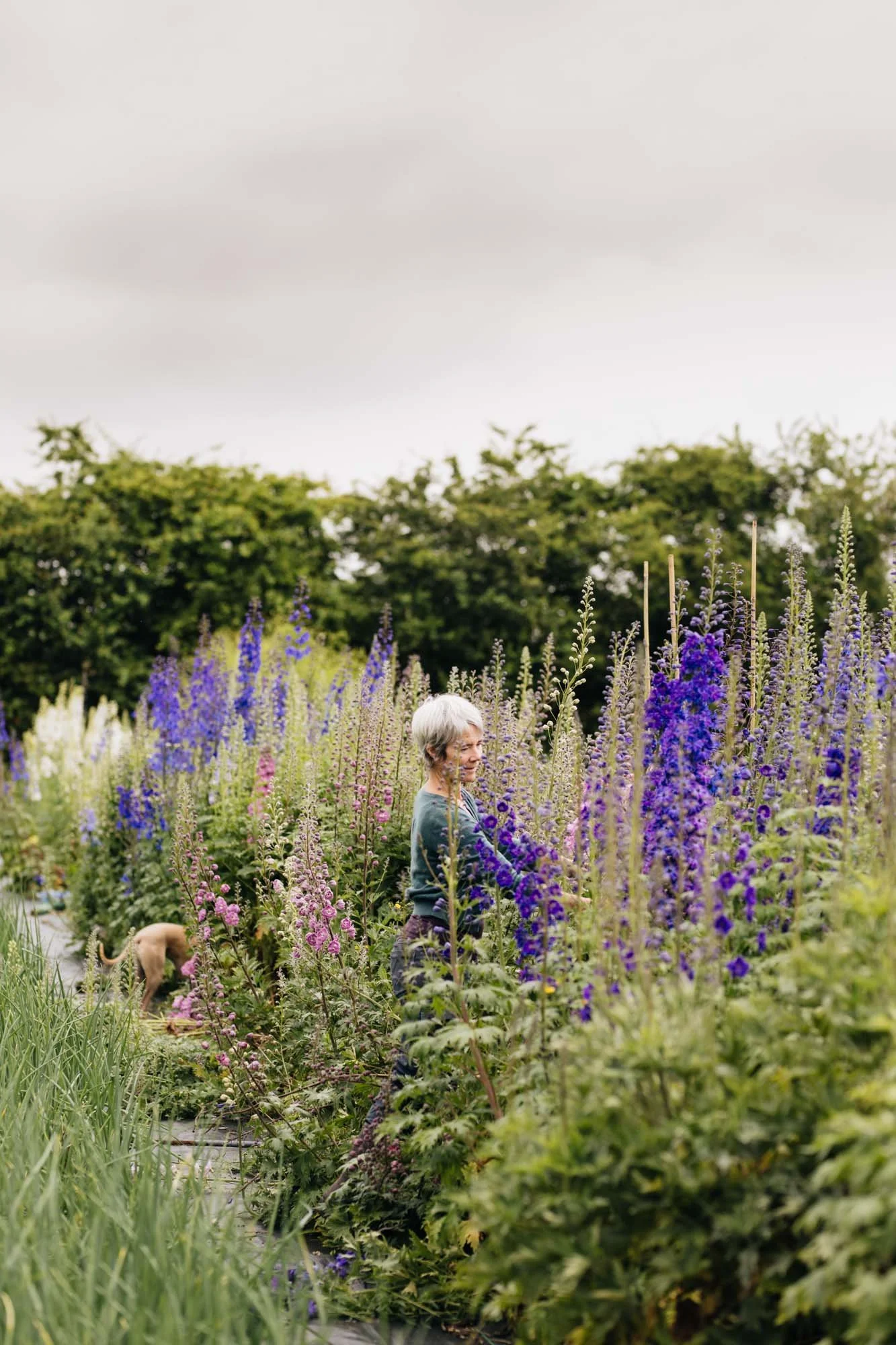 Rachel Siegfried at Green and Gorgeous standing in a garden filled with tall purple, blue, and pink delphiniums, with green trees and an overcast sky in the background.