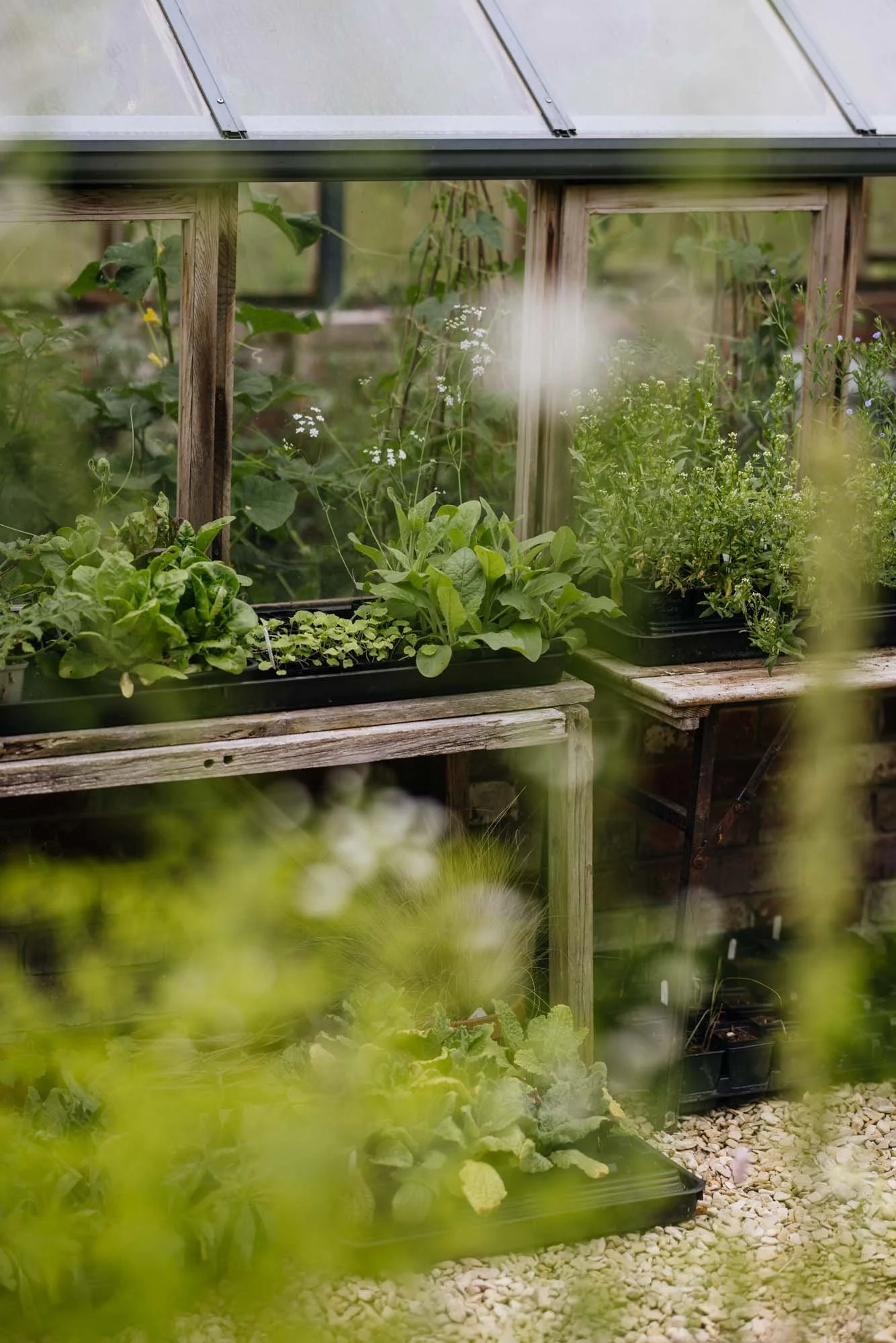 Vegetables and herbs growing in a greenhouse at Damson Farm