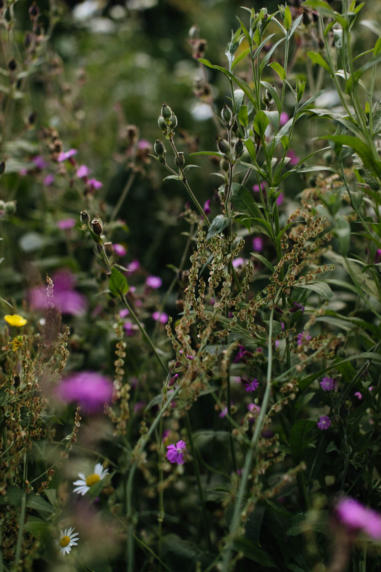 A close-up of wildflowers and plants, including purple, white, and yellow flowers surrounded by green foliage. Sarah Price designed garden